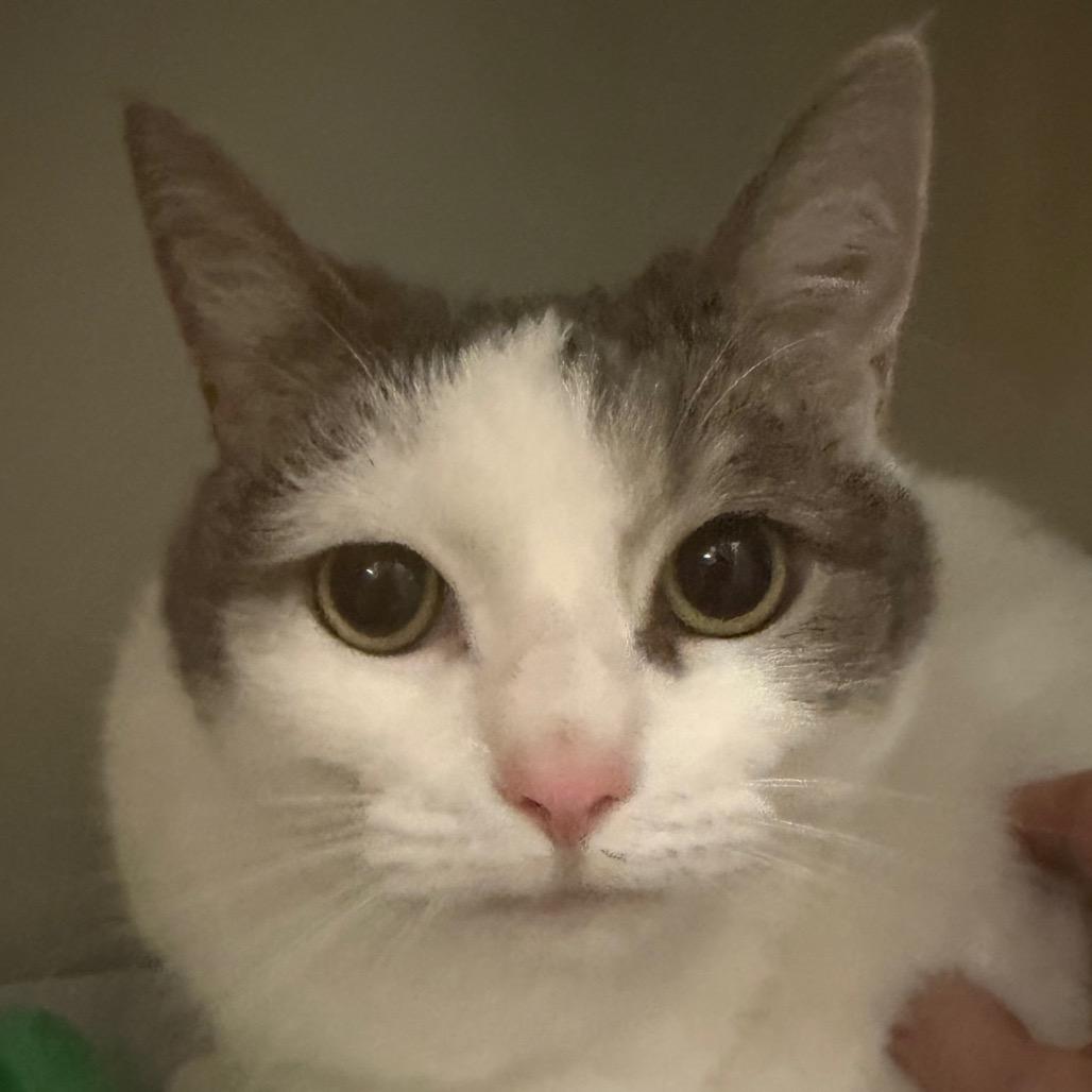 Linda, Adoptable, Adult Female Domestic Short Hair.