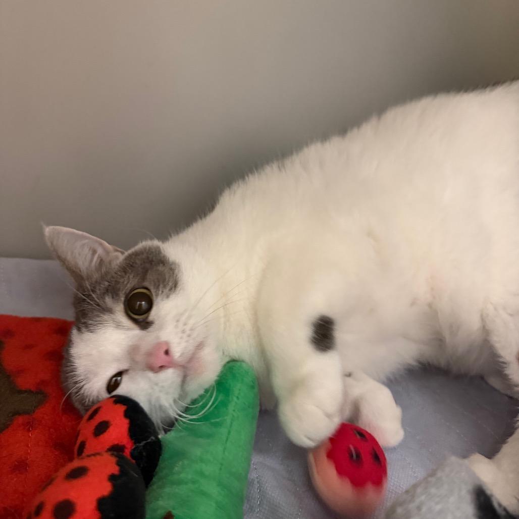 Enlarge Linda, a Adoptable Domestic Short Hair in Zanesville, OH image 2/3