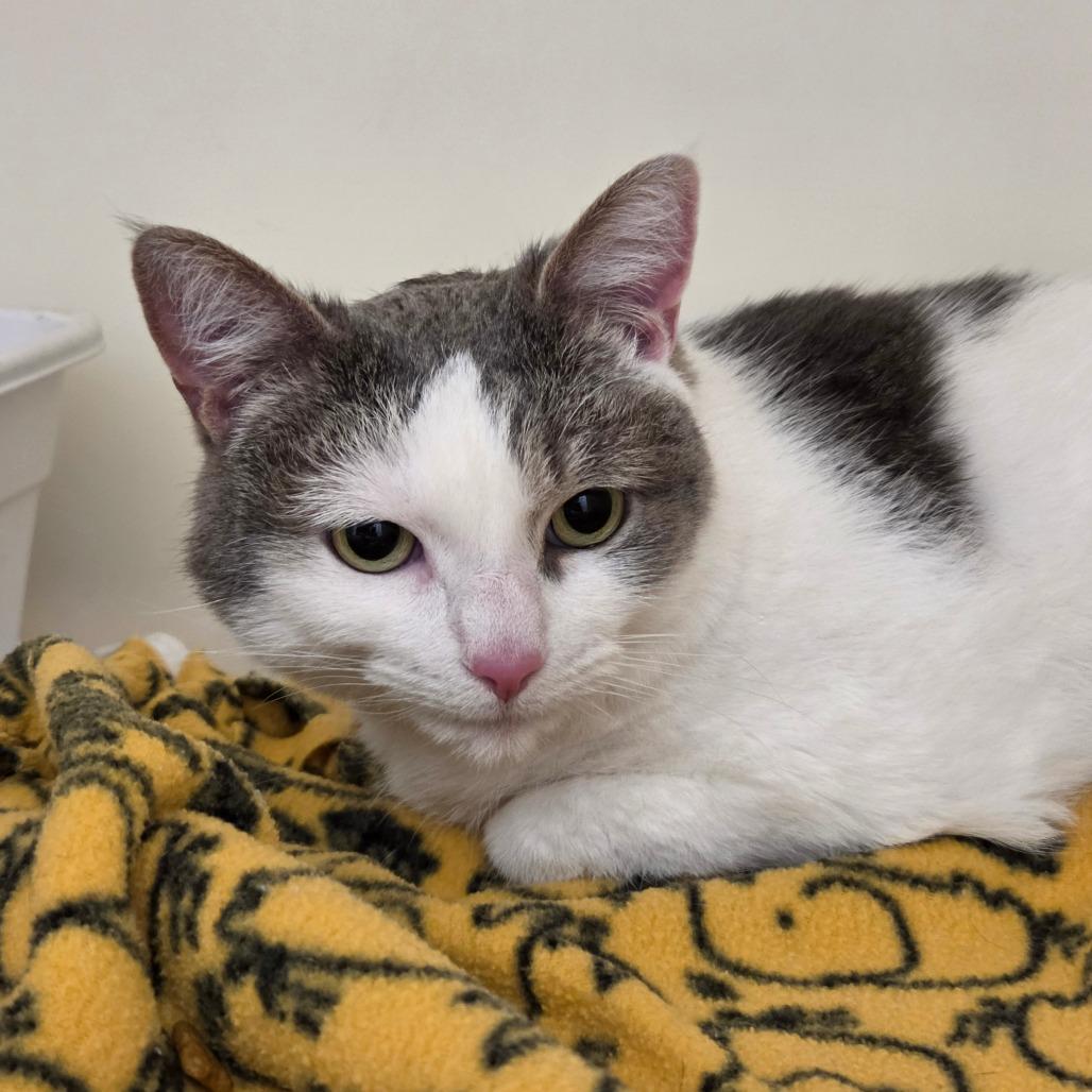 Enlarge Linda, a Adoptable Domestic Short Hair in Zanesville, OH image 3/3