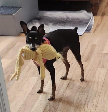 Enlarge Lilly, a ADOPTABLE Miniature Pinscher in Irmo, SC image 3/3