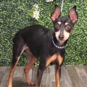 Enlarge Lilly, a ADOPTABLE Miniature Pinscher in Irmo, SC image 1/3
