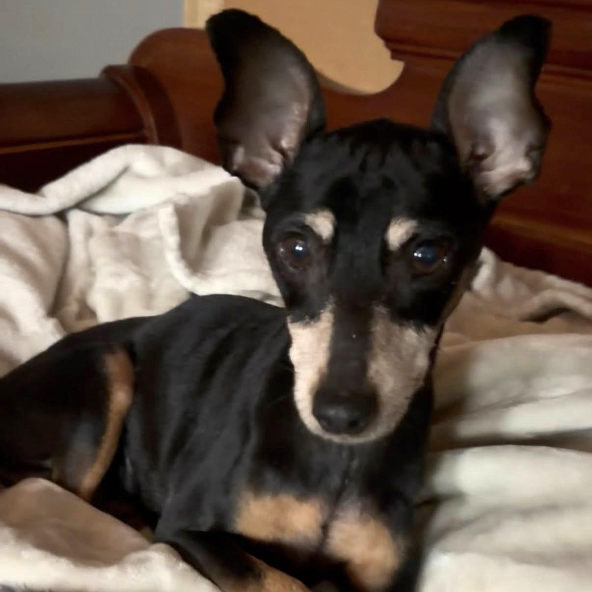 Enlarge Lilly, a ADOPTABLE Miniature Pinscher in Irmo, SC image 2/3