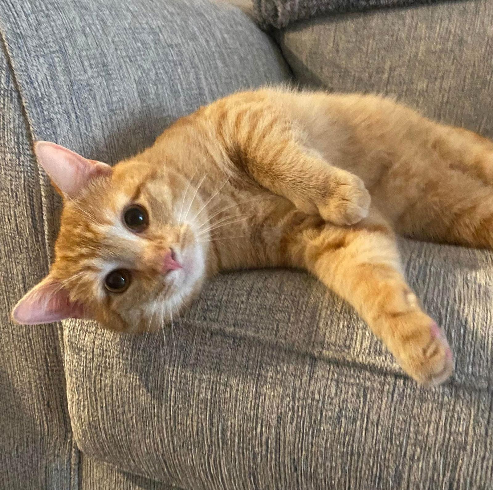 Thomas, Adopted, Adult Male Domestic Short Hair.