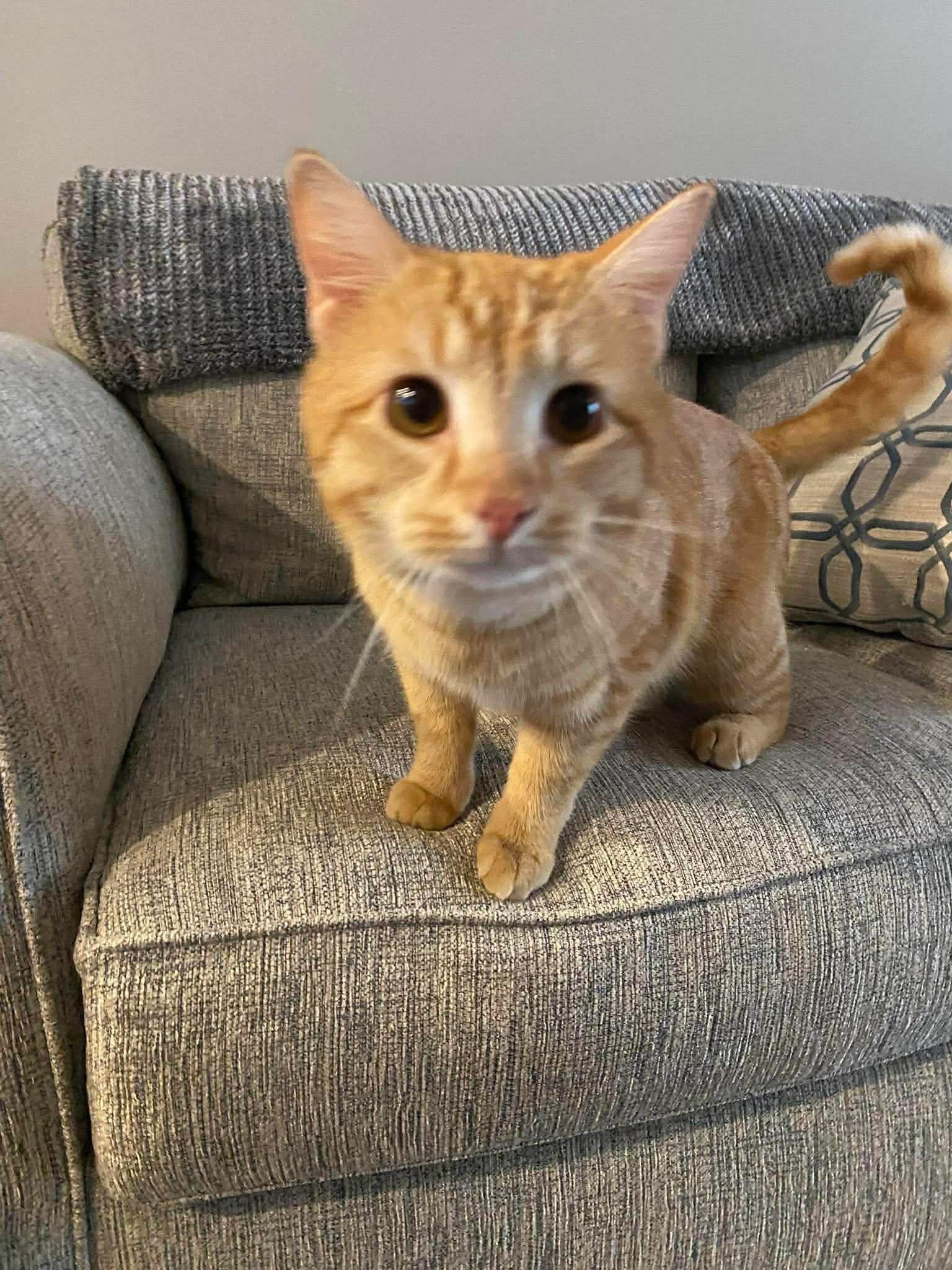 Enlarge Thomas, a Adopted Domestic Short Hair in Oakboro , NC image 2/3