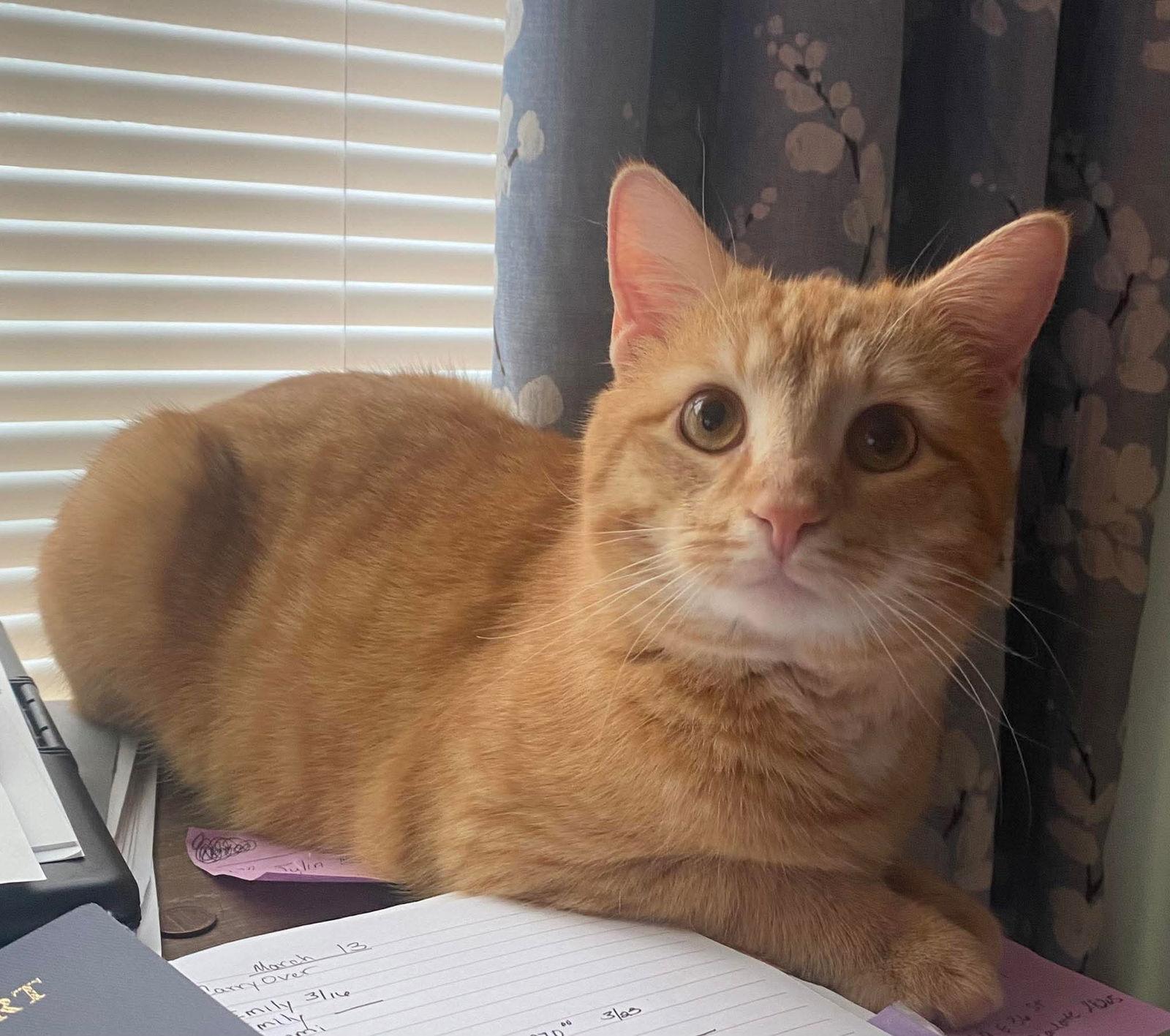 Enlarge Thomas, a Adopted Domestic Short Hair in Oakboro , NC image 3/3