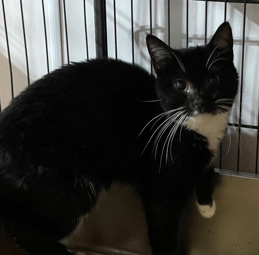 Lindy, Adoptable, Young Female Domestic Short Hair.