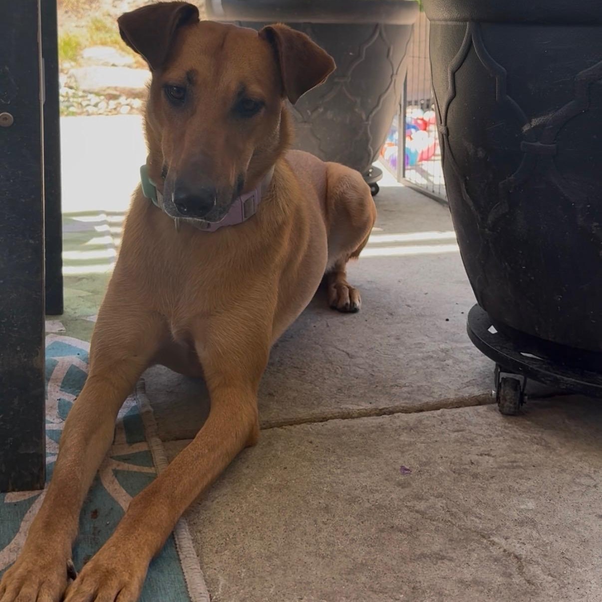 Biscotti, a ADOPTABLE mixed breed in Rocklin, CA image 5/6