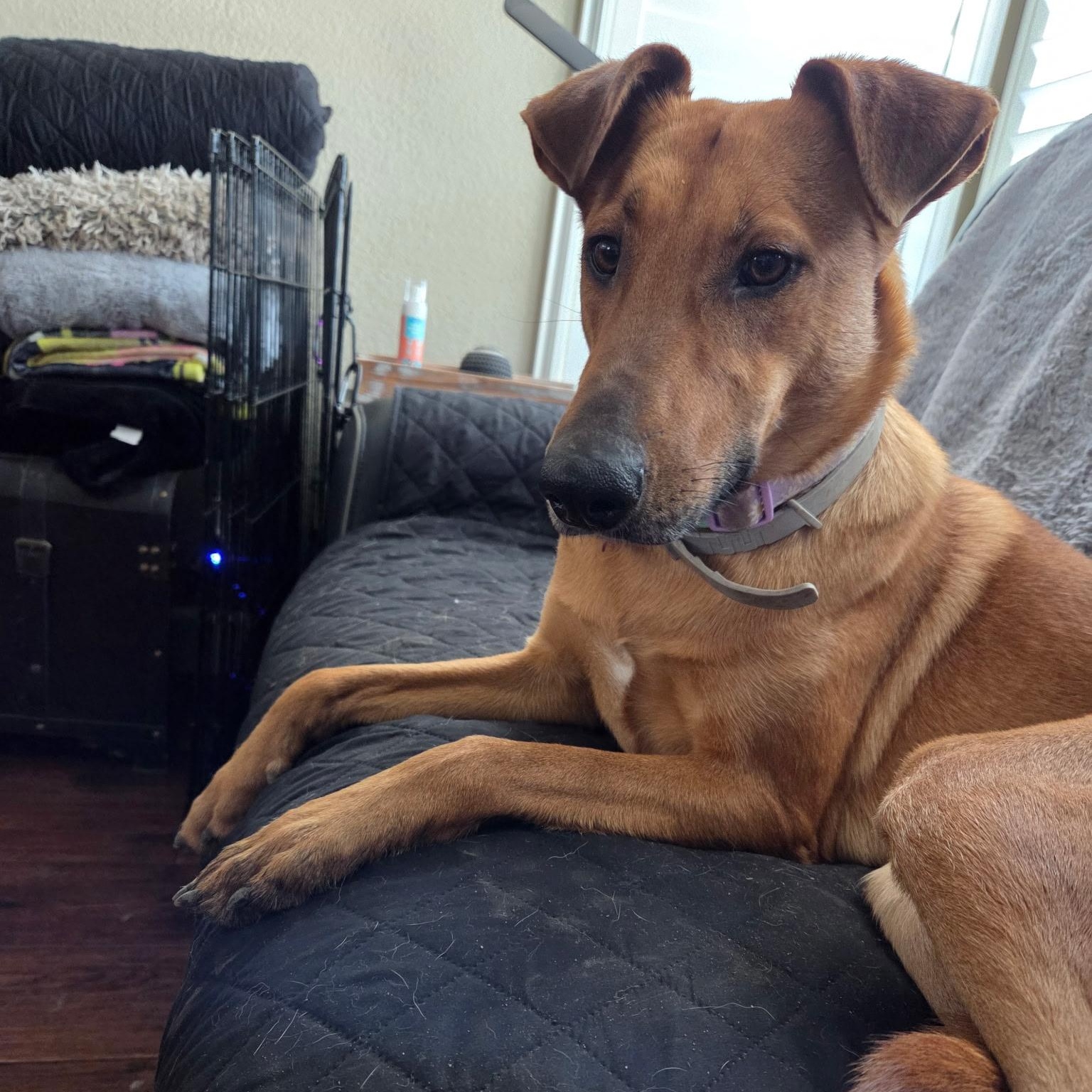Biscotti, a ADOPTABLE mixed breed in Rocklin, CA image 6/6