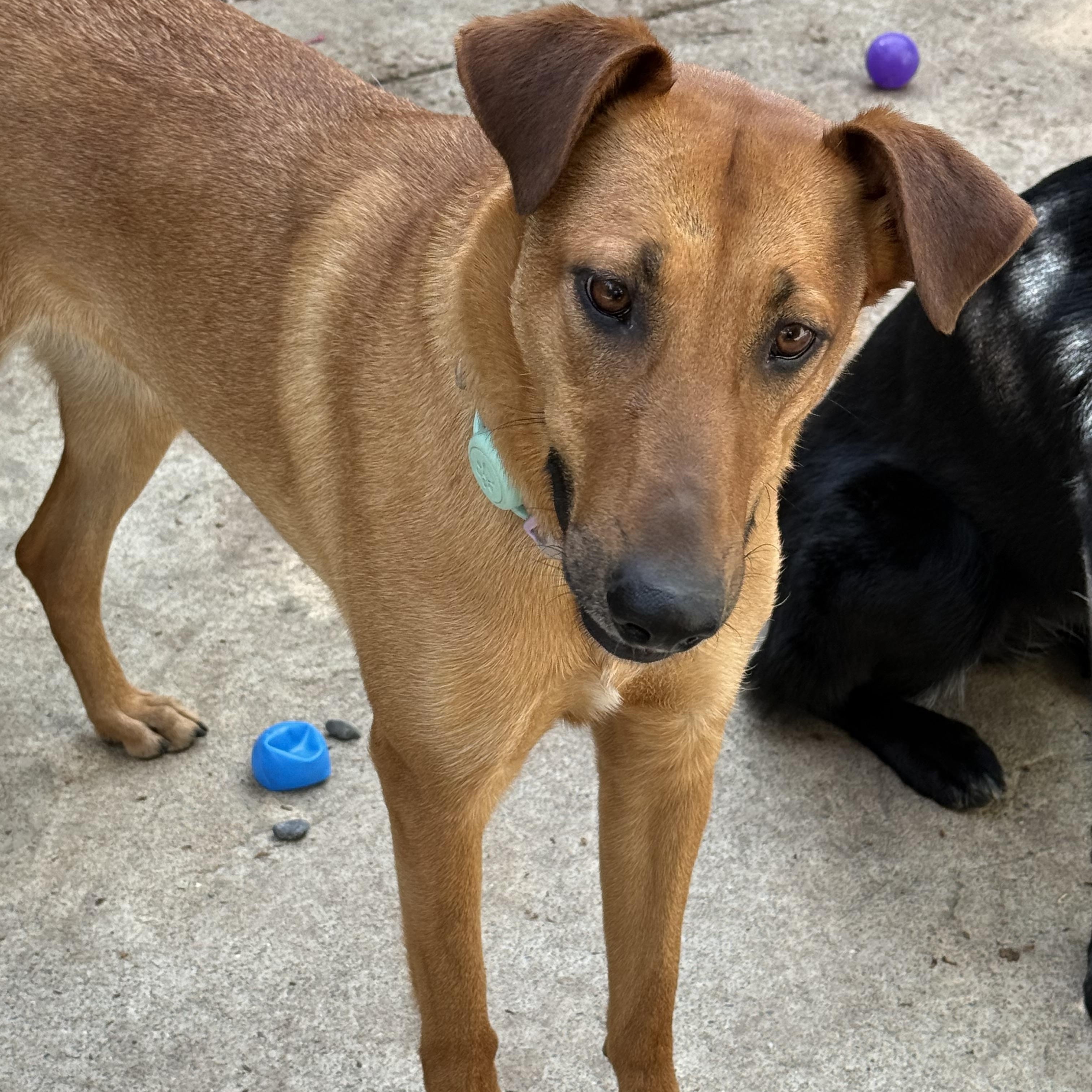 Biscotti, a ADOPTABLE mixed breed in Rocklin, CA image 2/6