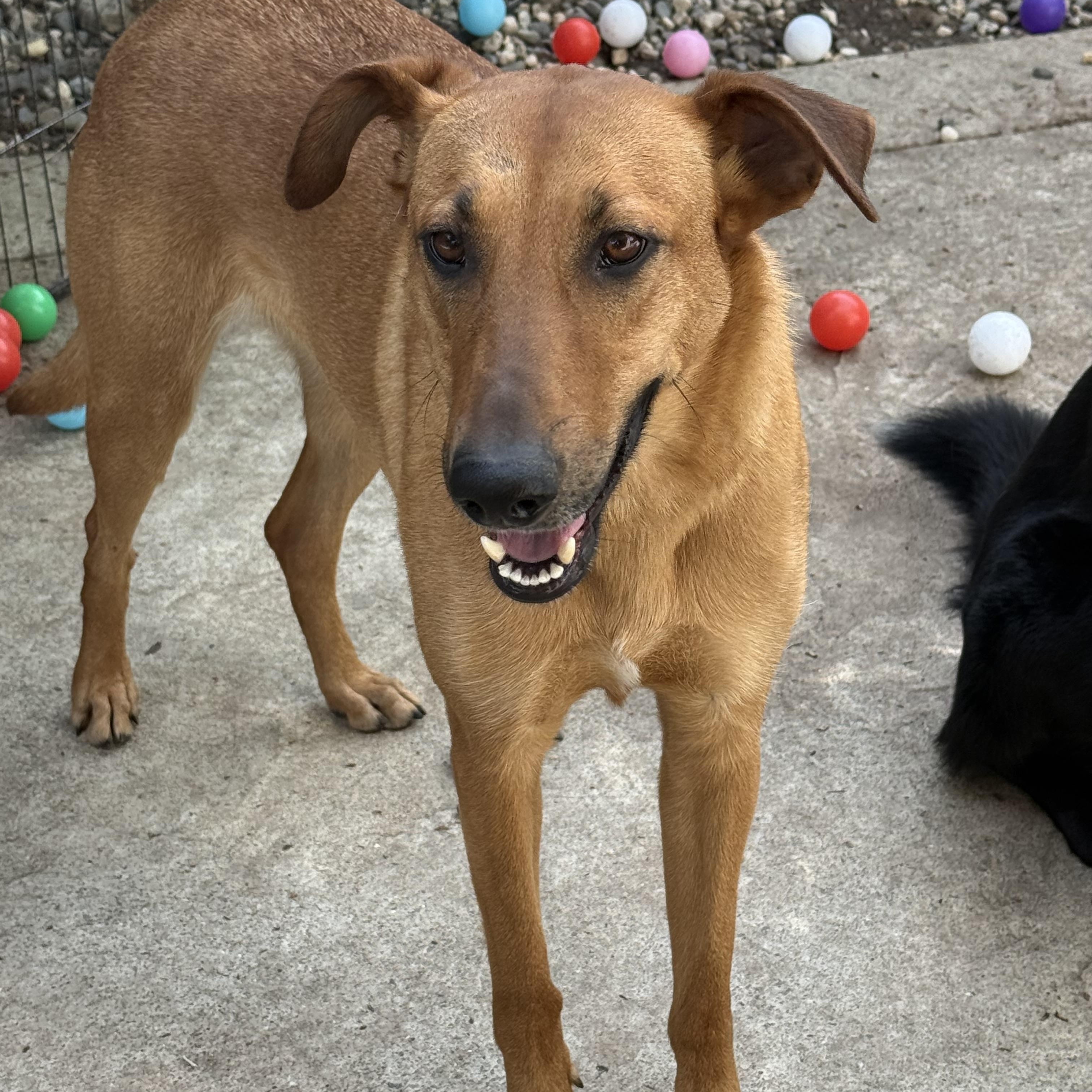 Biscotti, a ADOPTABLE mixed breed in Rocklin, CA image 1/6