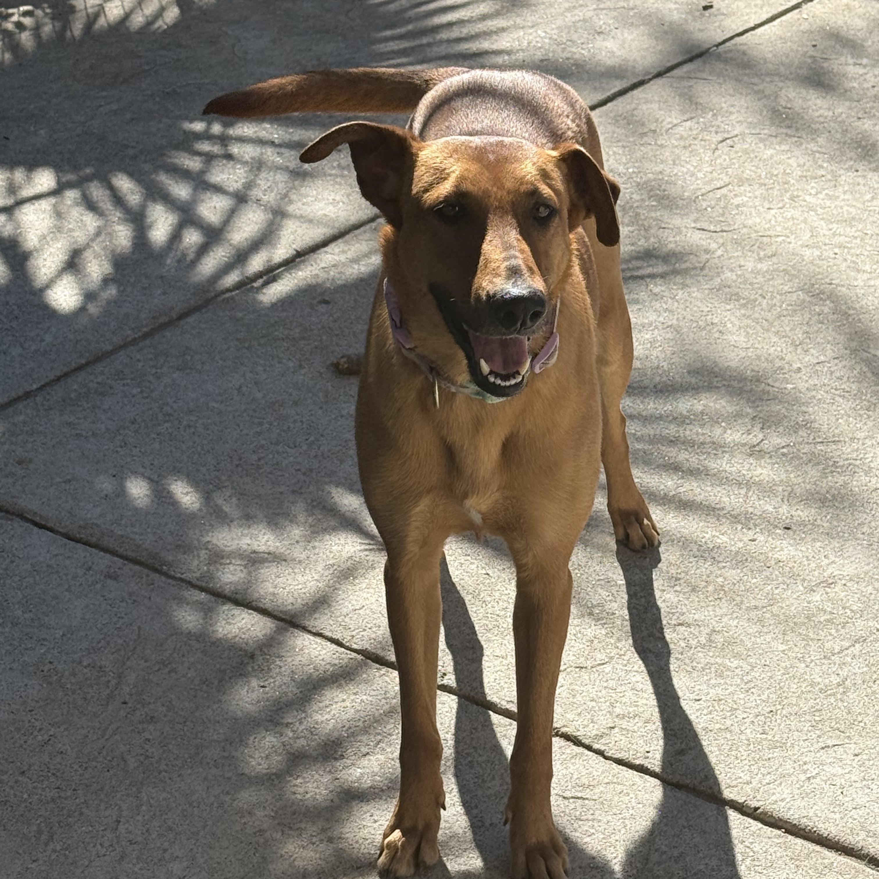 Biscotti, a ADOPTABLE mixed breed in Rocklin, CA image 3/6
