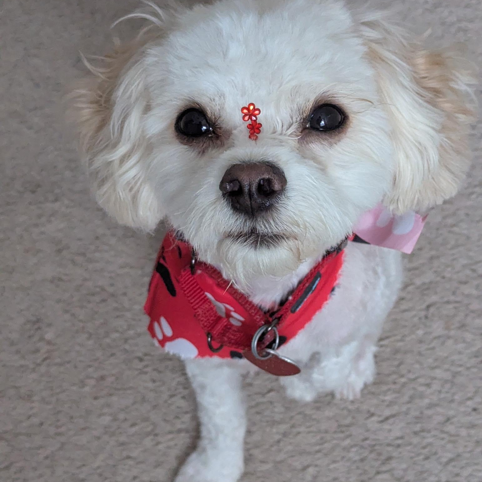 Enlarge Maple, a Adoption Pending mixed breed in Raleigh, NC image 3/5