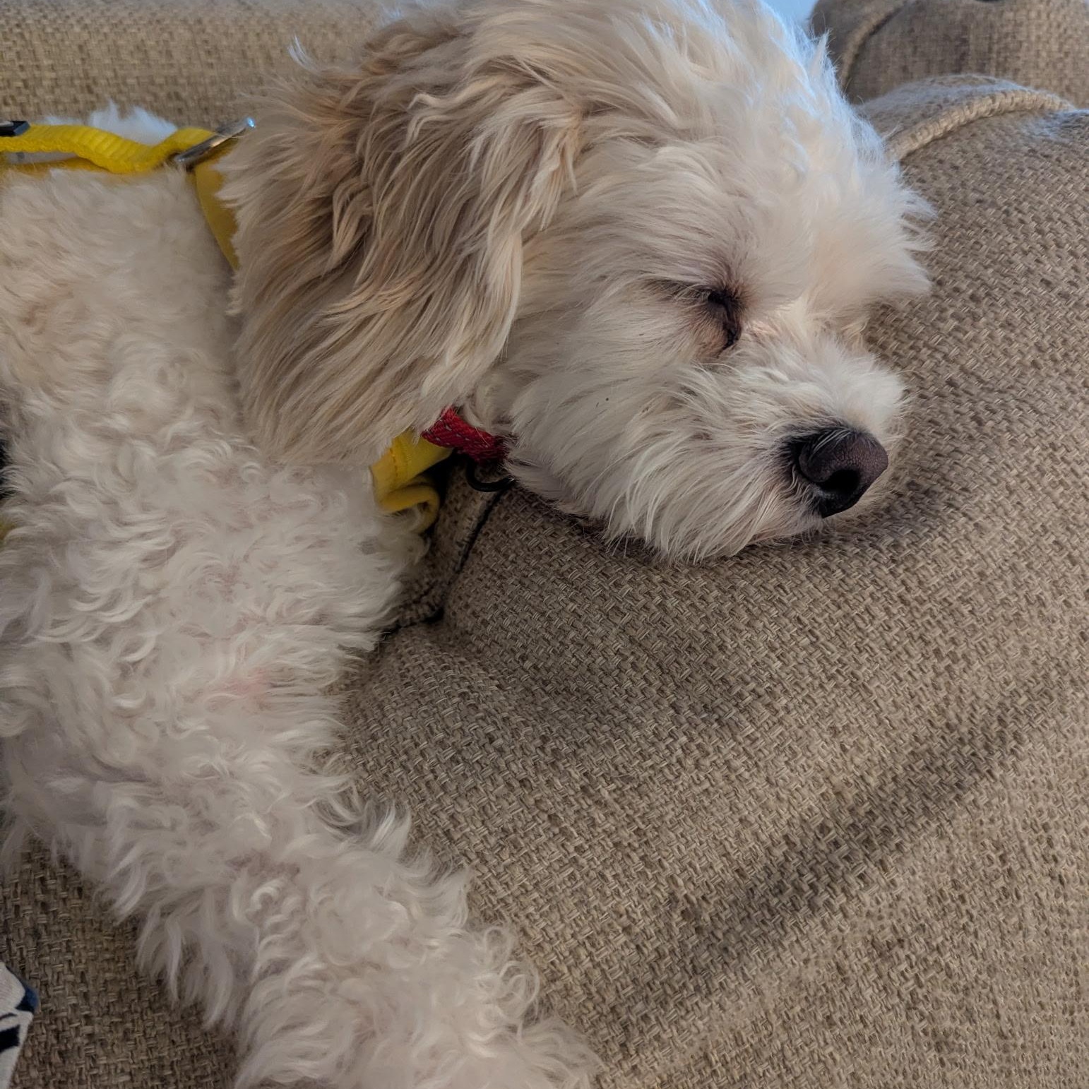 Enlarge Maple, a Adoption Pending mixed breed in Raleigh, NC image 4/5