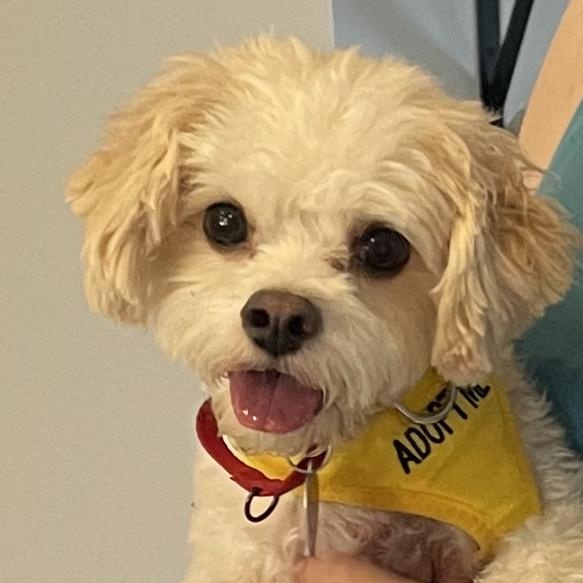 Maple, Adoptable, Adult Female Shih Tzu & Bichon Frise.