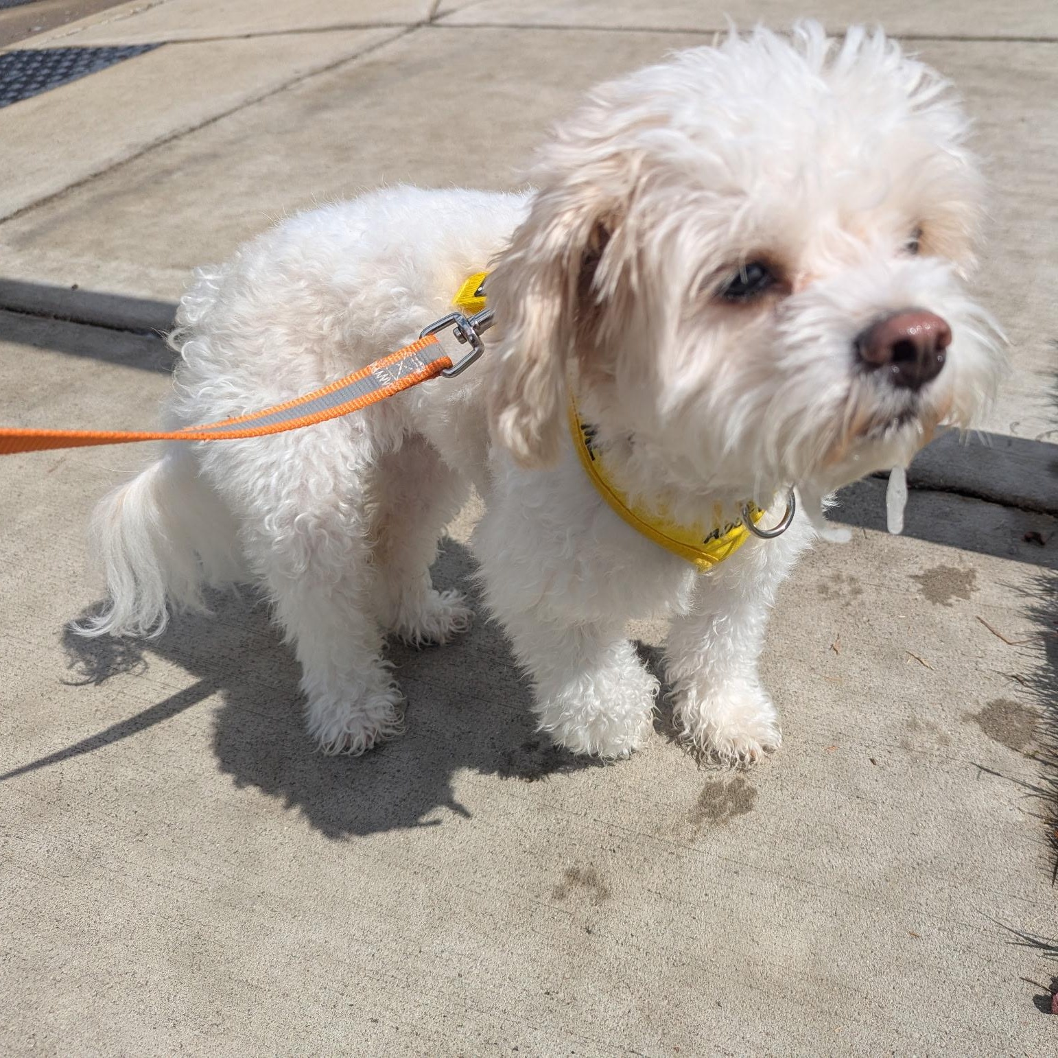 Enlarge Maple, a Adoption Pending mixed breed in Raleigh, NC image 5/5