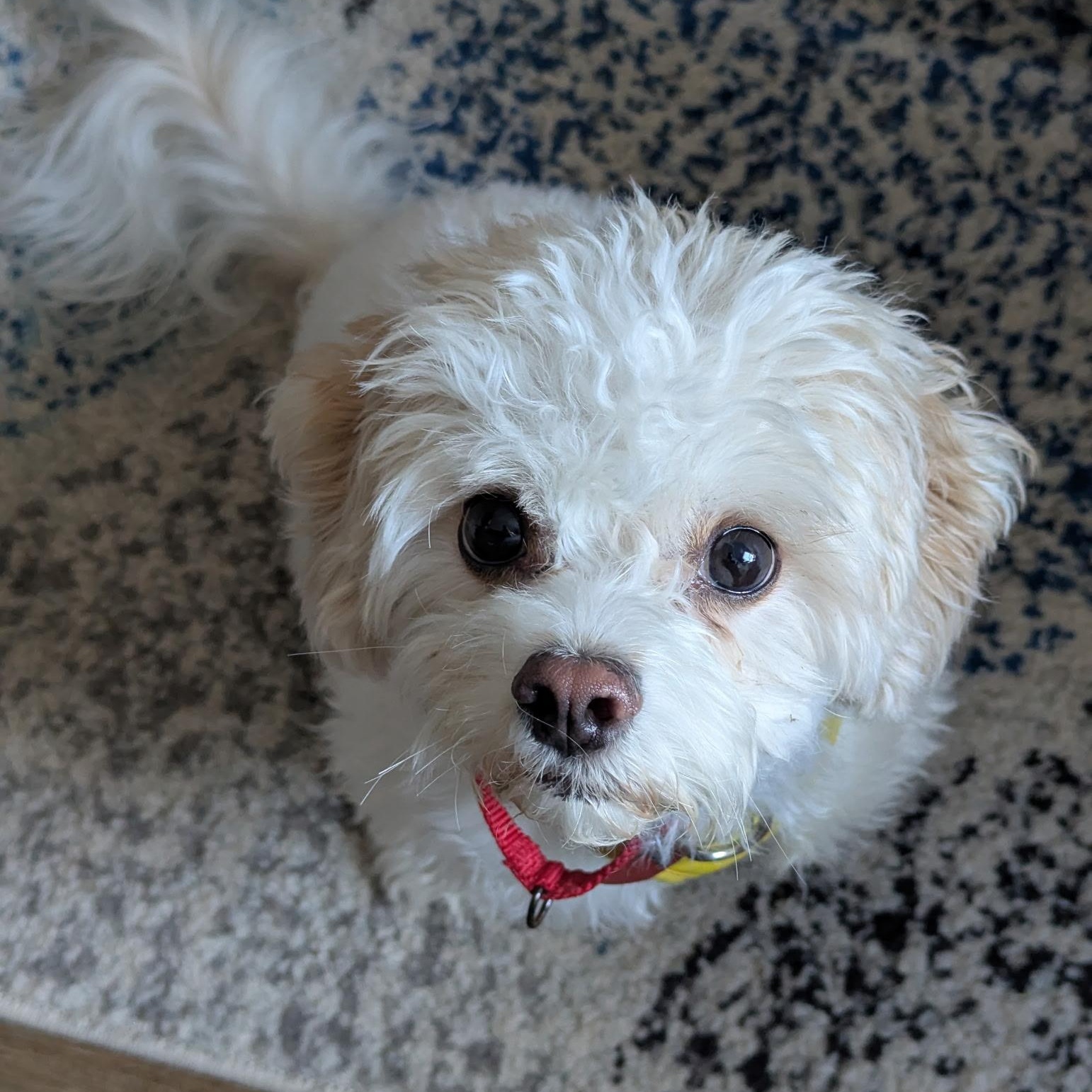 Enlarge Maple, a Adoption Pending mixed breed in Raleigh, NC image 2/5