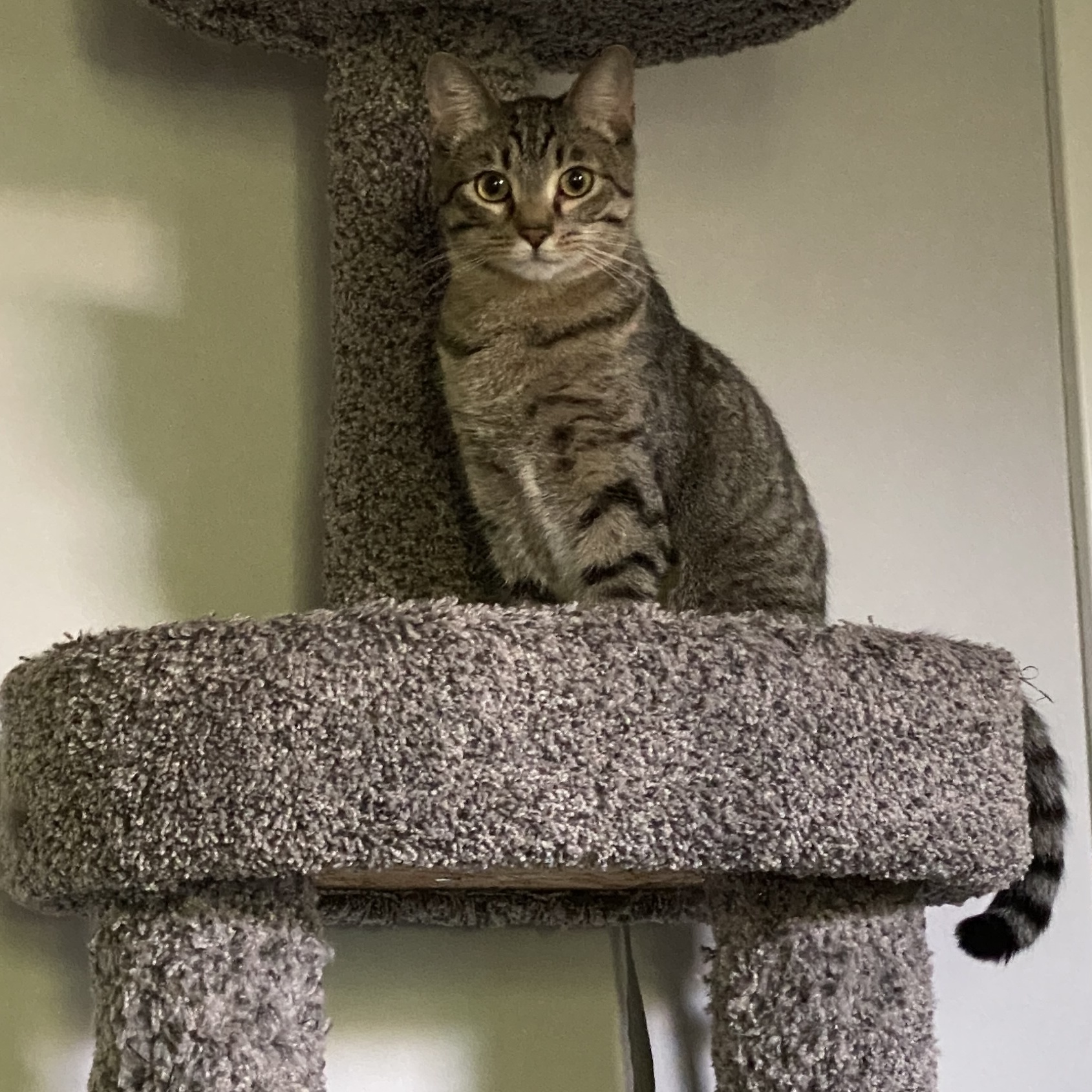 Enlarge Nico, a Adoptable Domestic Short Hair in Fort Worth, TX image 4/4