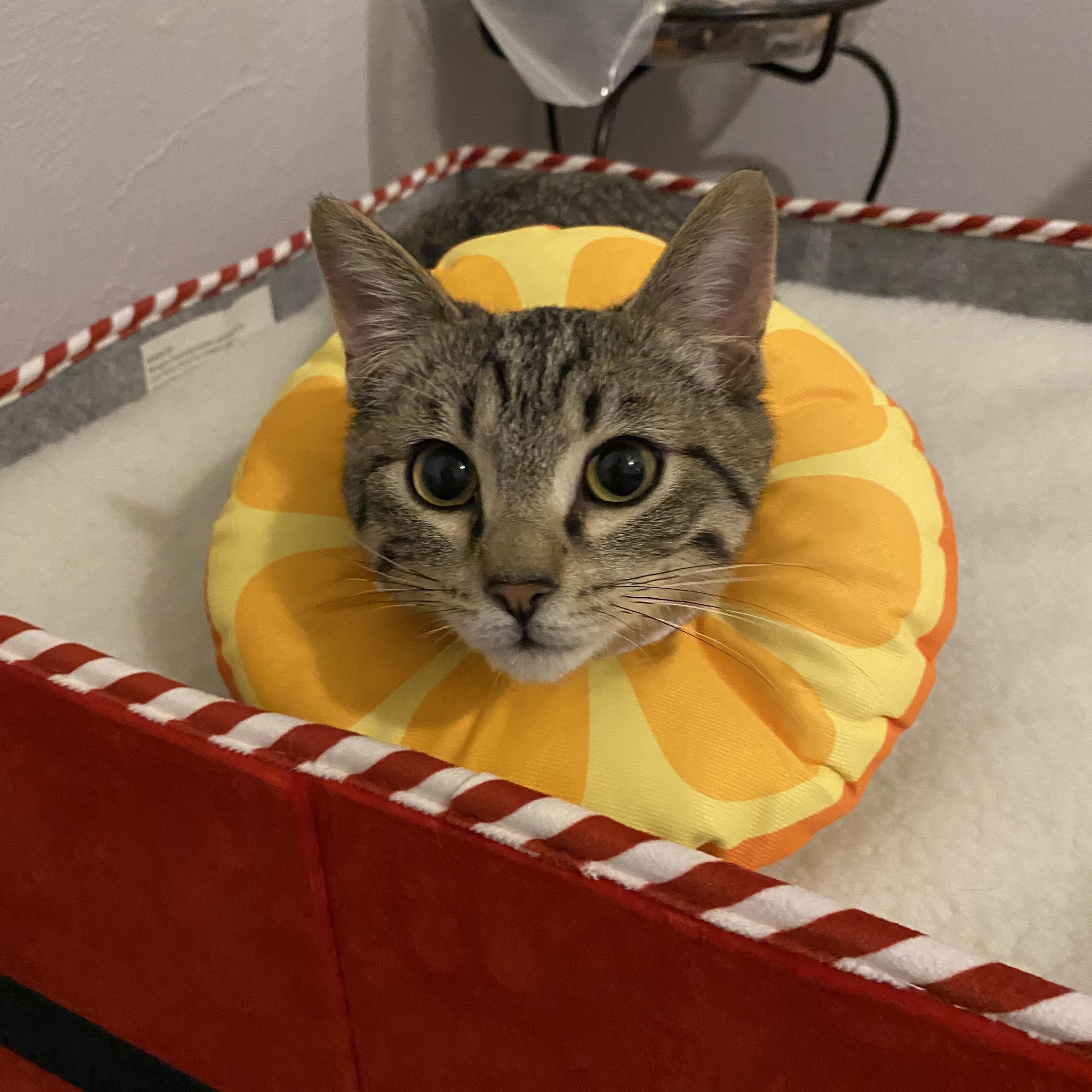 Enlarge Nico, a Adoptable Domestic Short Hair in Fort Worth, TX image 3/4