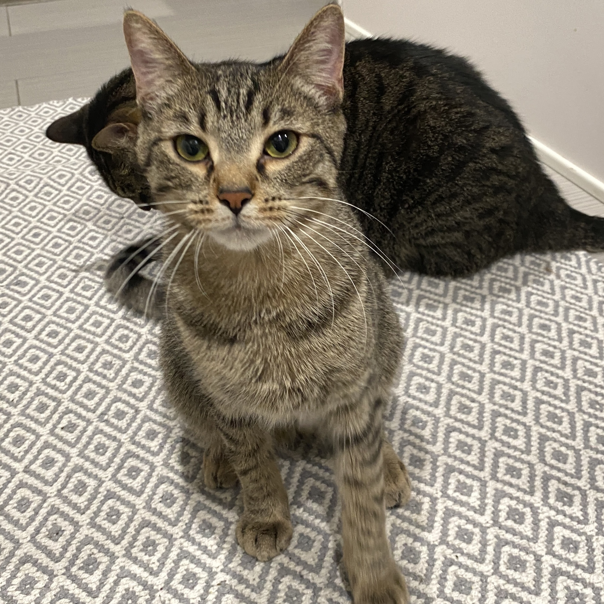 Enlarge Nico, a Adoptable Domestic Short Hair in Fort Worth, TX image 1/4