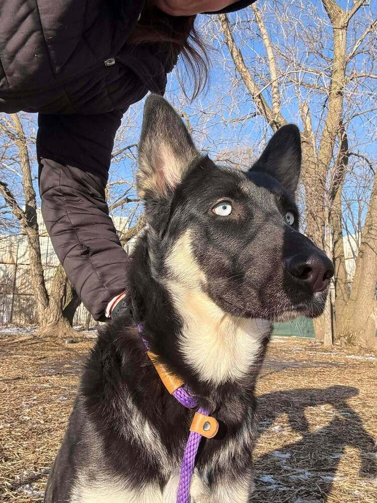 Dakota, Adoptable, Young Female German Shepherd Dog.
