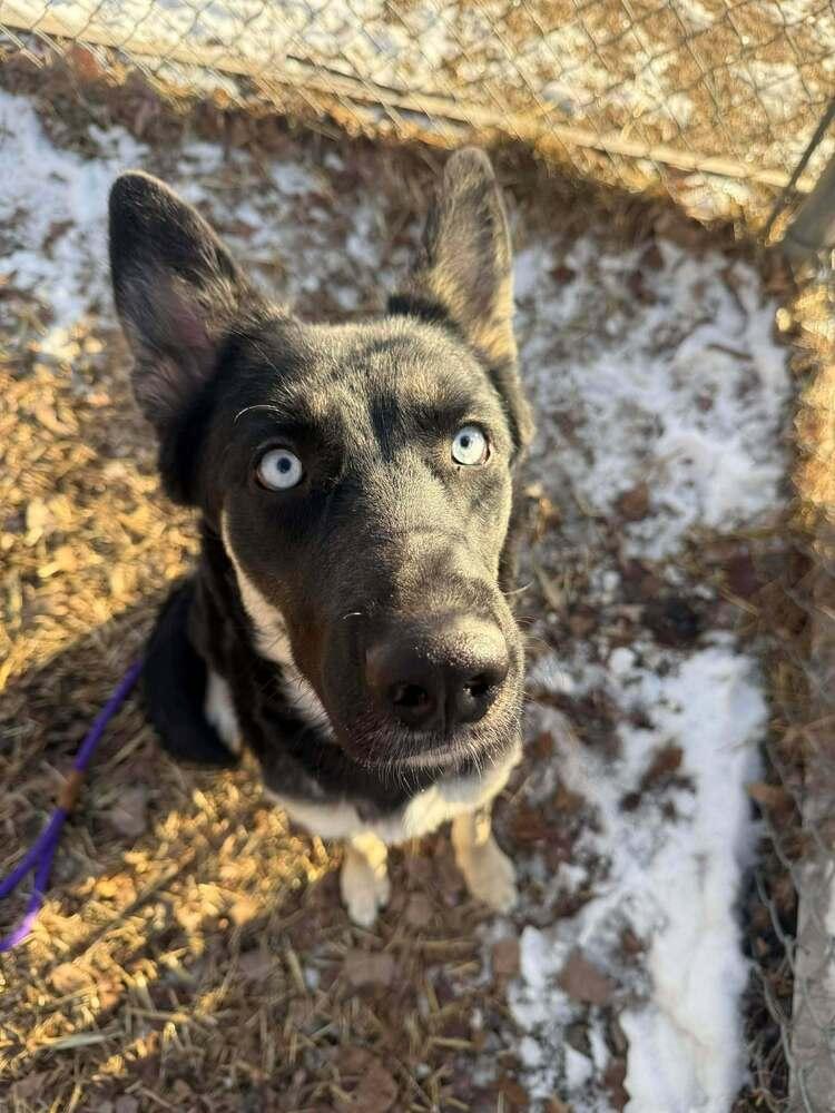 Enlarge Dakota, a Adoptable mixed breed in Suamico, WI image 2/2