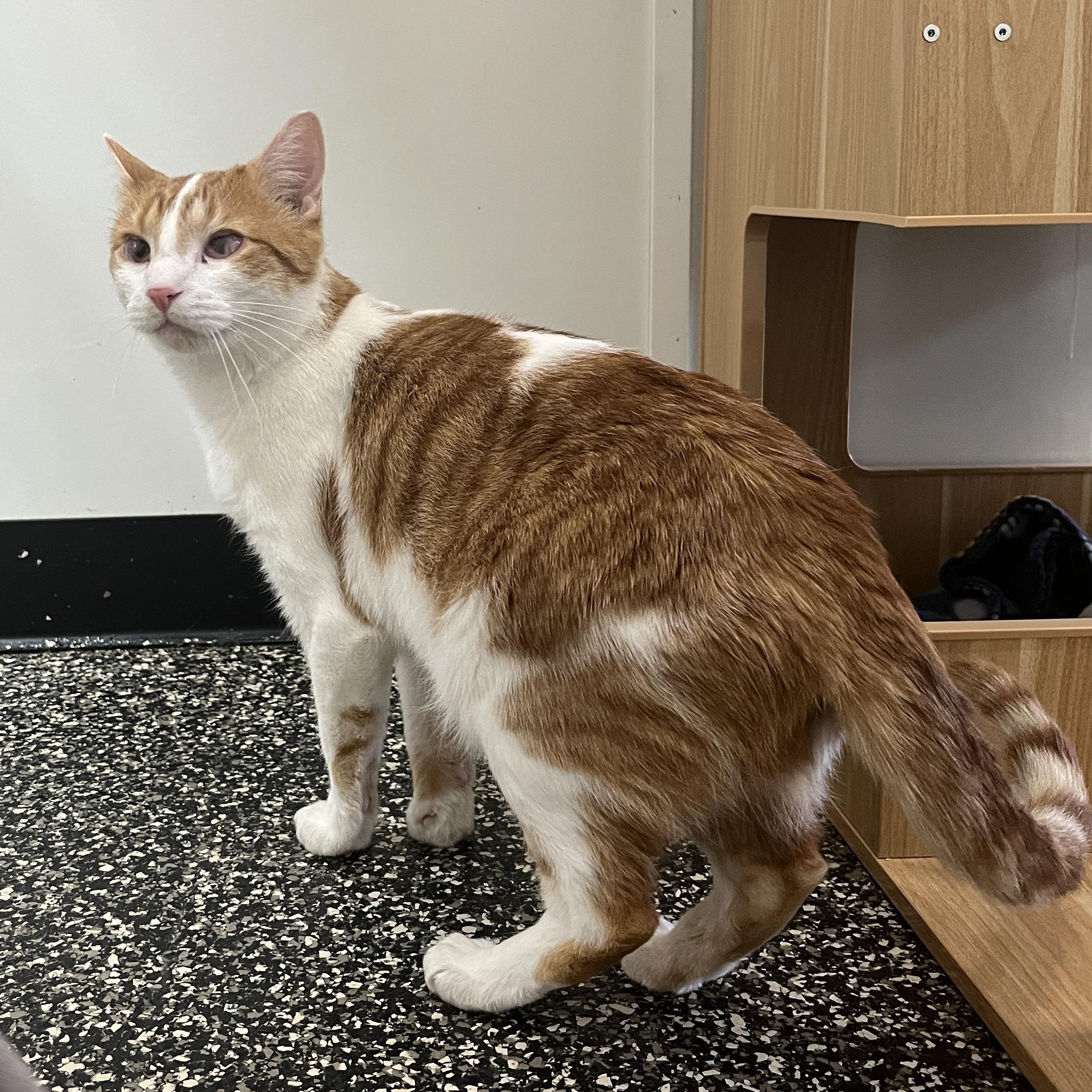 Enlarge Cedrick, a Adoptable Domestic Short Hair in McKenzie, TN image 2/4