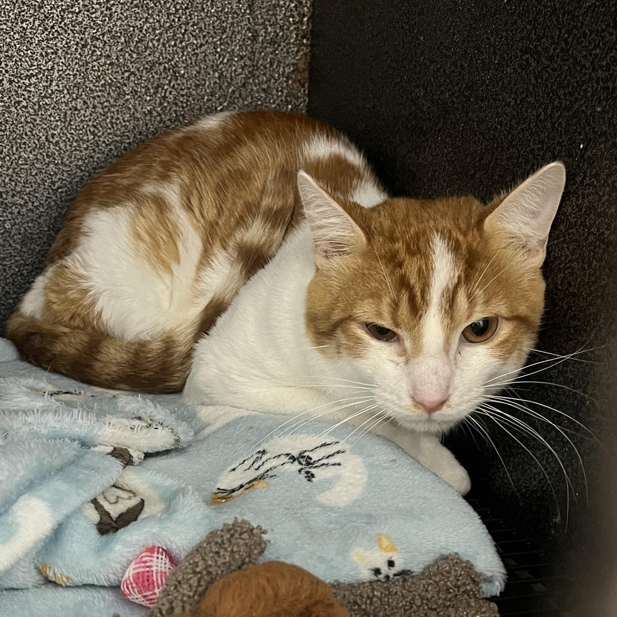 Cedrick, a Adoptable Domestic Short Hair in McKenzie, TN image 1/2