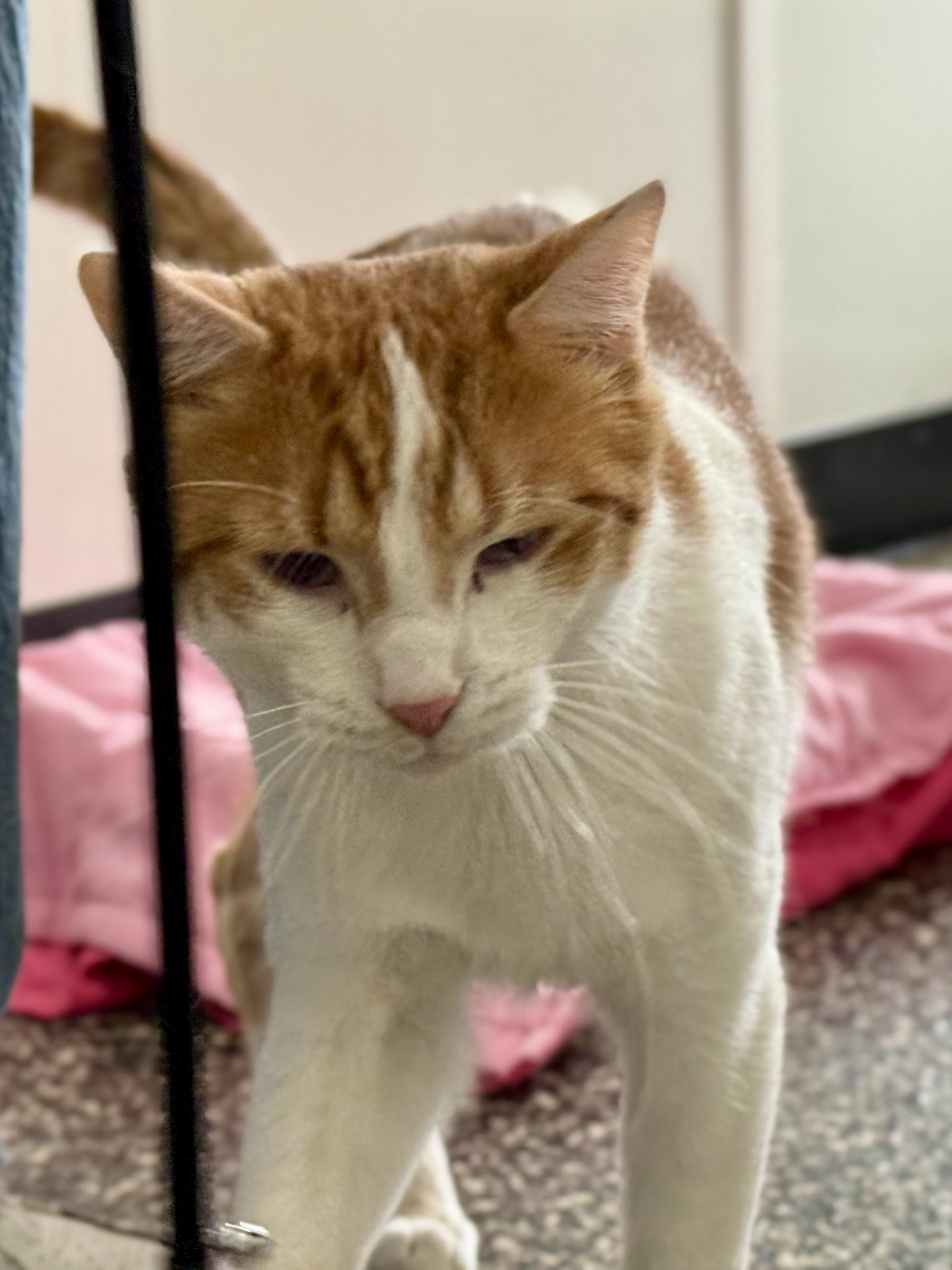 Enlarge Cedrick, a Adoptable Domestic Short Hair in McKenzie, TN image 1/4