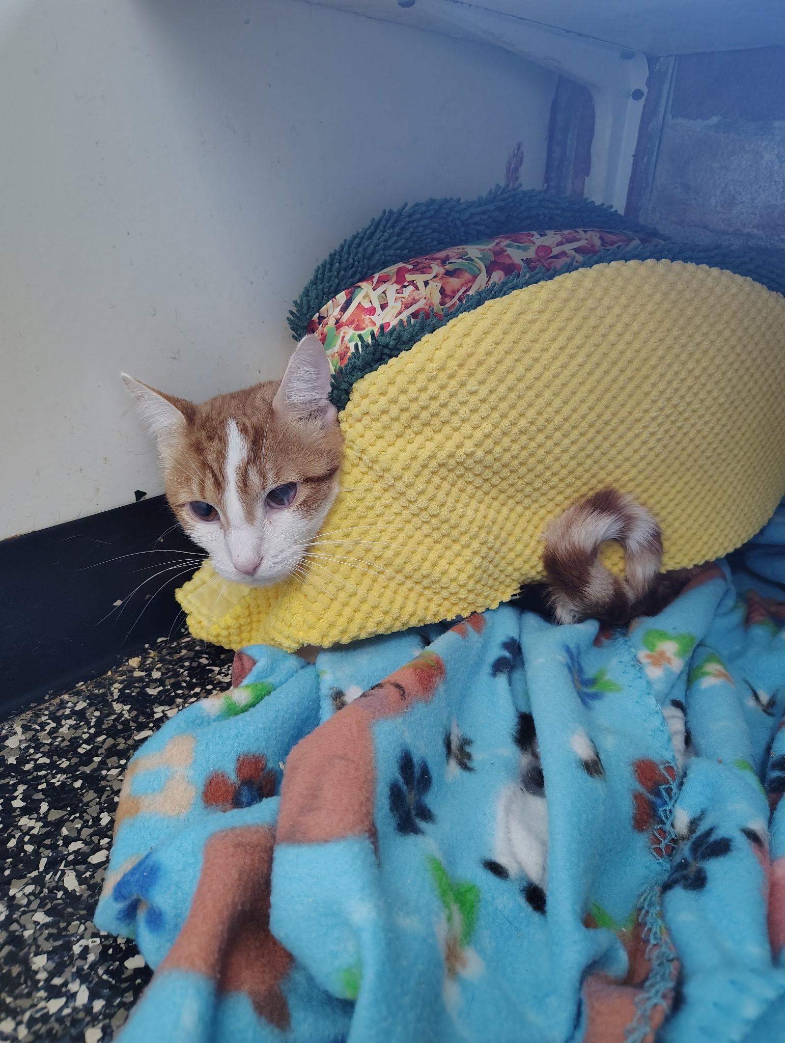 Cedrick, a Adoptable Domestic Short Hair in McKenzie, TN image 2/2