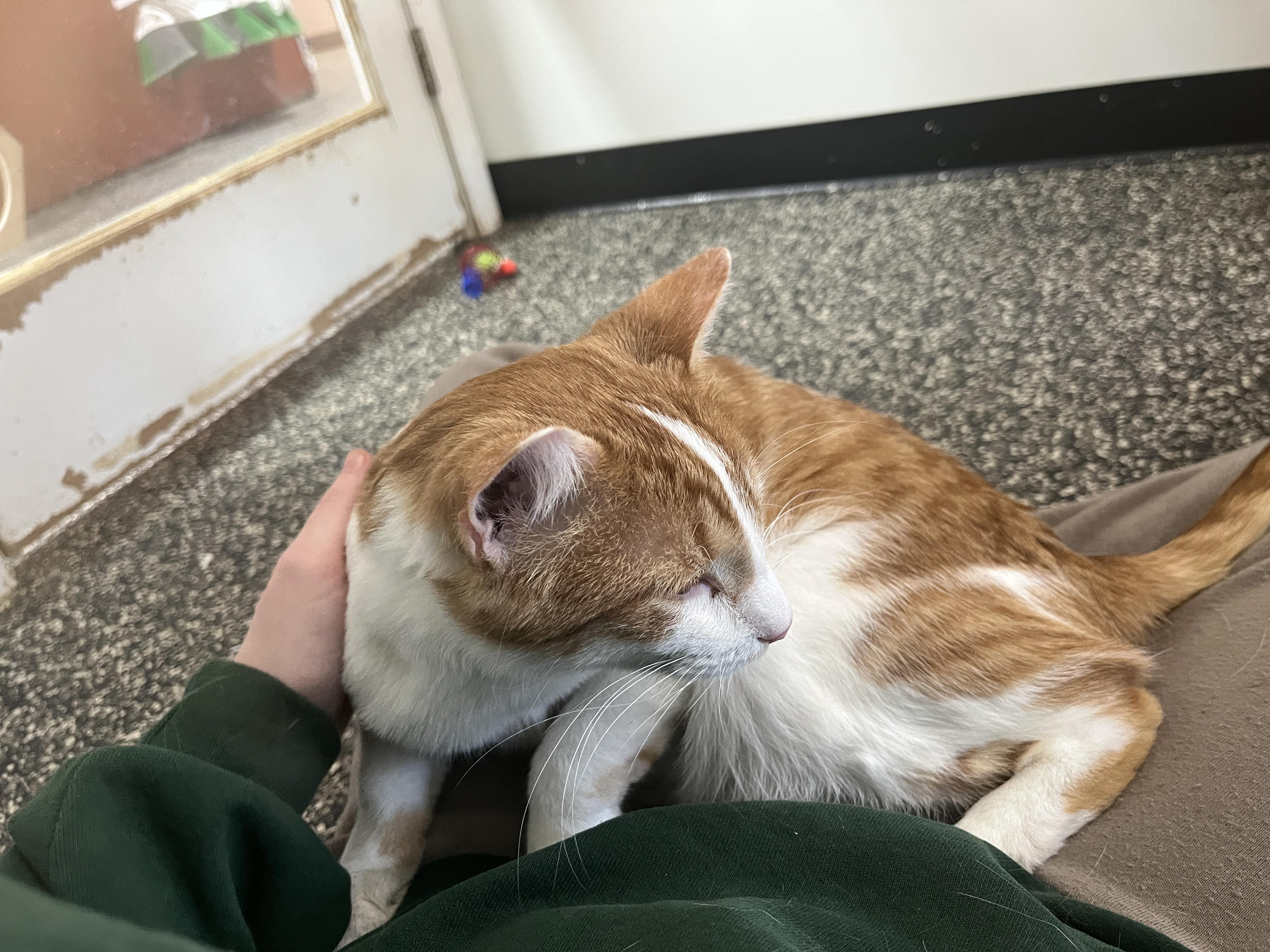 Enlarge Cedrick, a Adoptable Domestic Short Hair in McKenzie, TN image 3/4