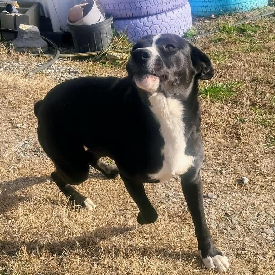 Tippi, Adoptable, Young Female Black Labrador Retriever & Border Collie.