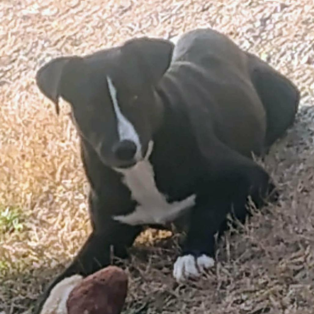 Tippi, a Adoptable mixed breed in Gainesboro, TN image 2/4