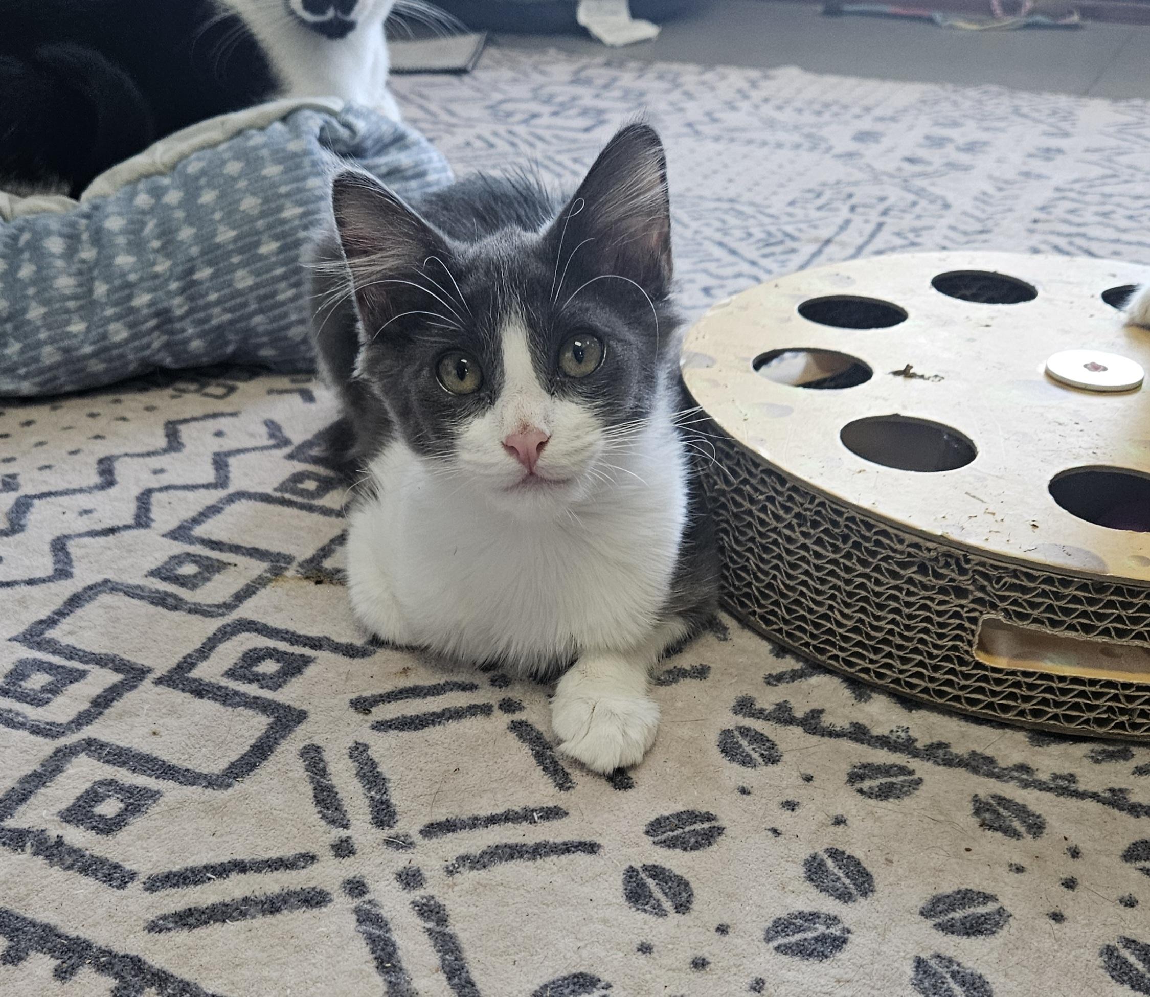 Gertrude, Adoptable, Young Female Domestic Medium Hair.