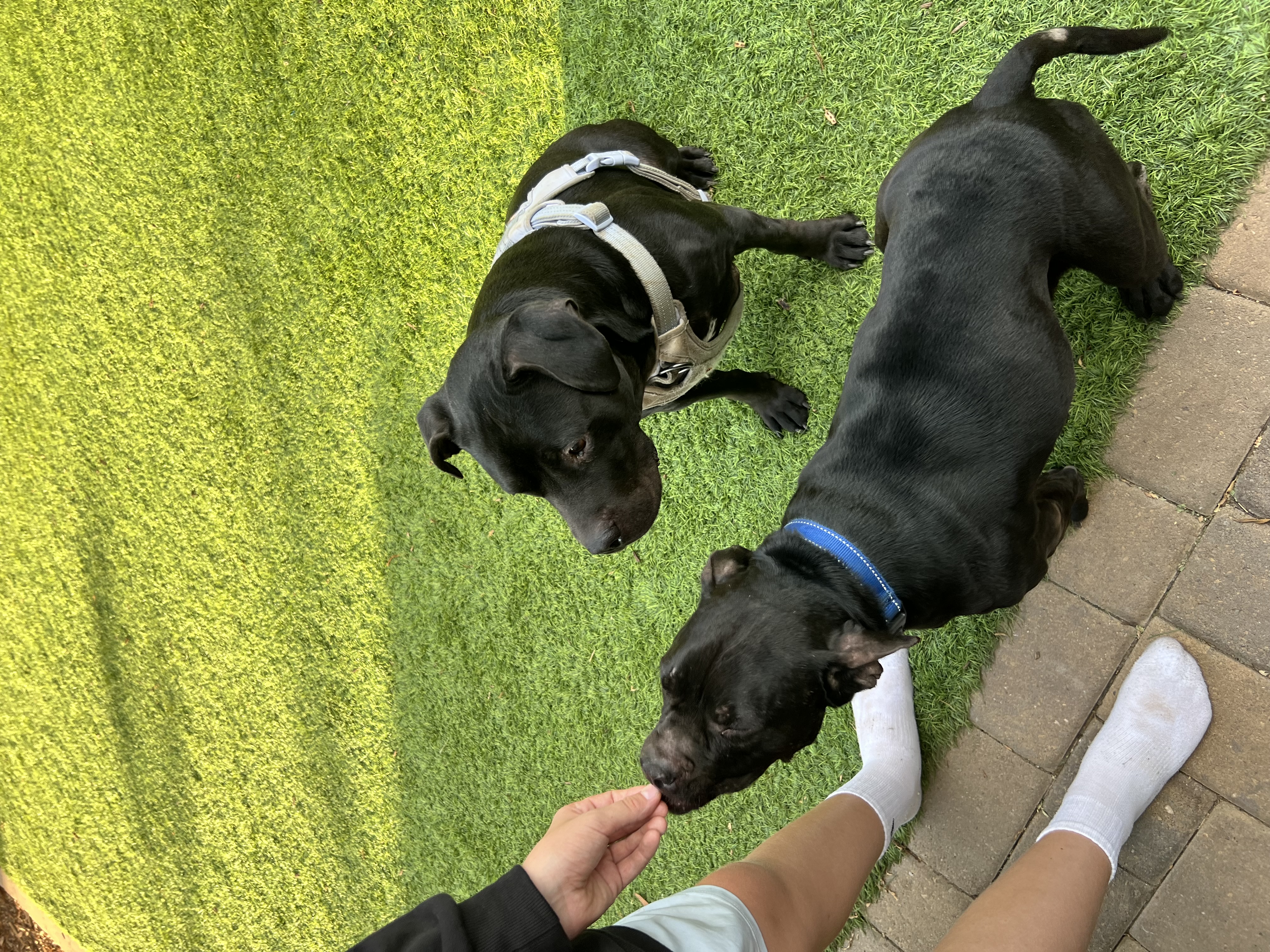 Fruity Girls, a Adoptable mixed breed in Pittsburg, CA image 3/6