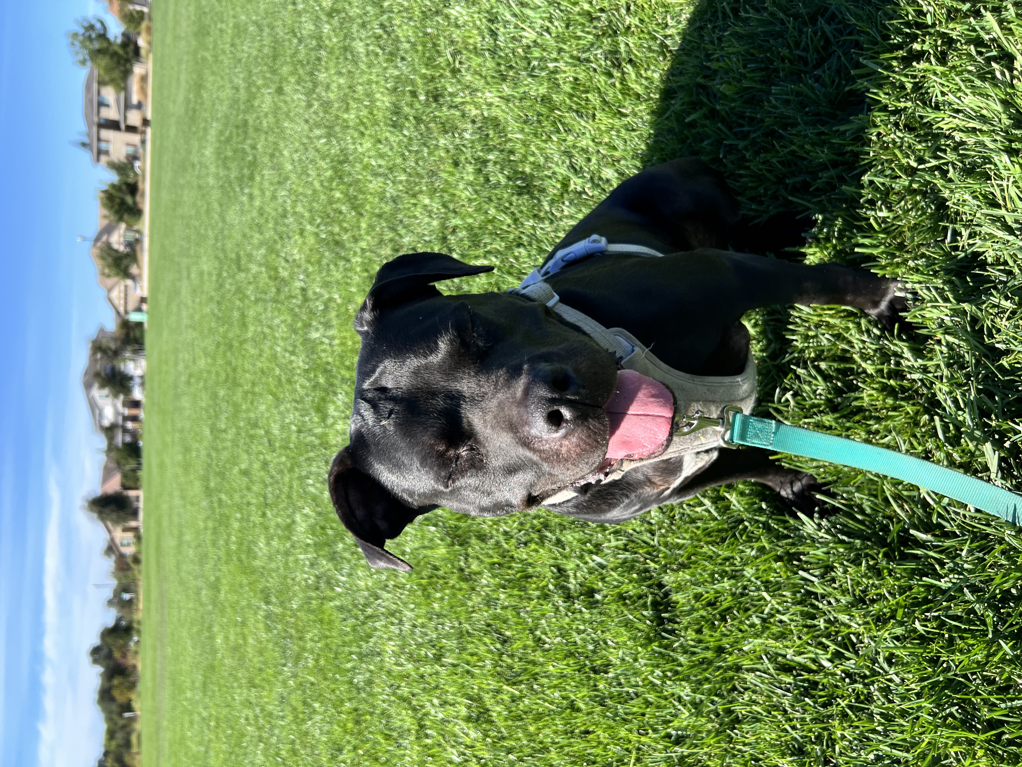 Fruity Girls, a Adoptable mixed breed in Pittsburg, CA image 5/6