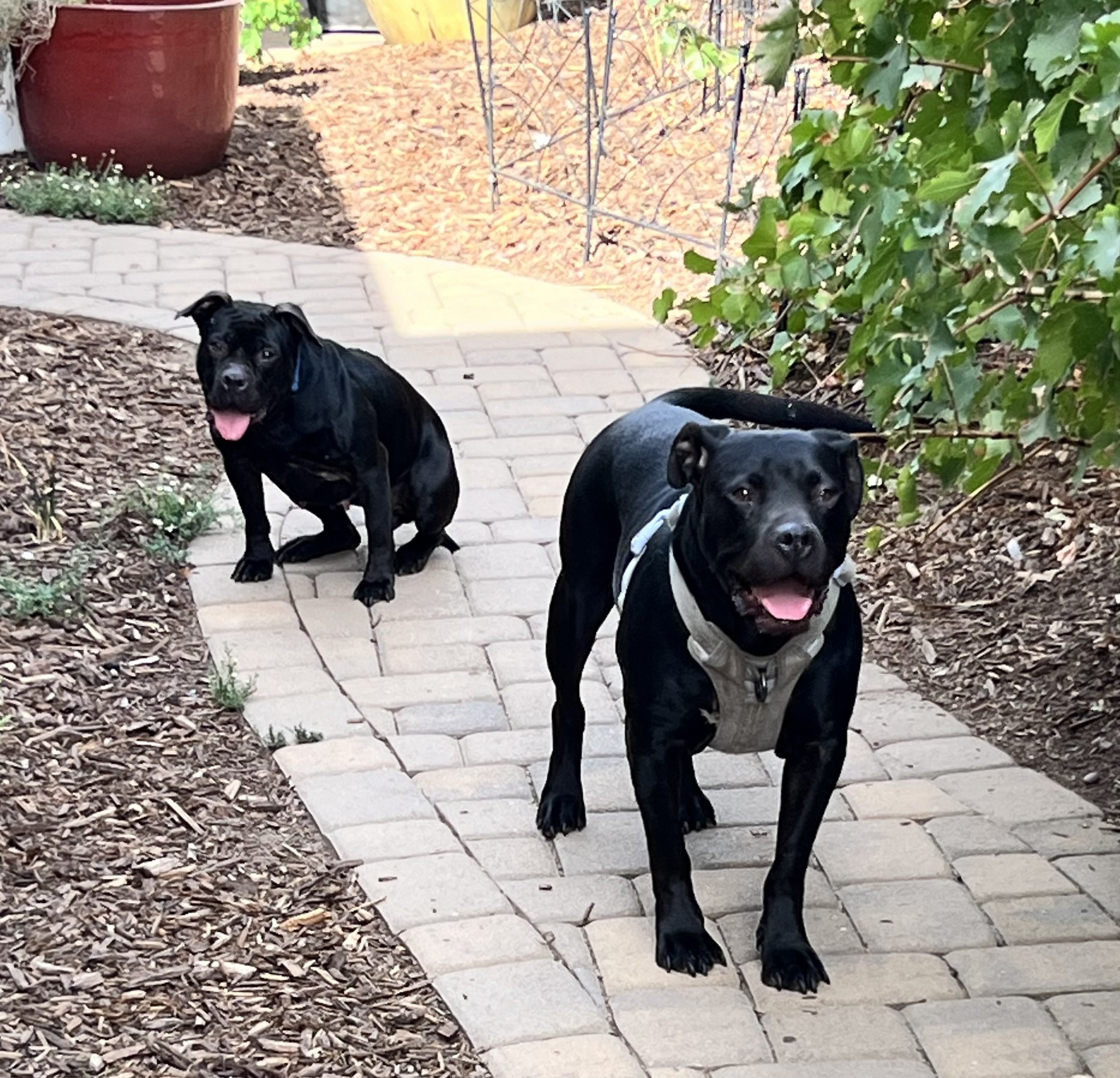 Fruity Girls, a Adoptable mixed breed in Pittsburg, CA image 1/6