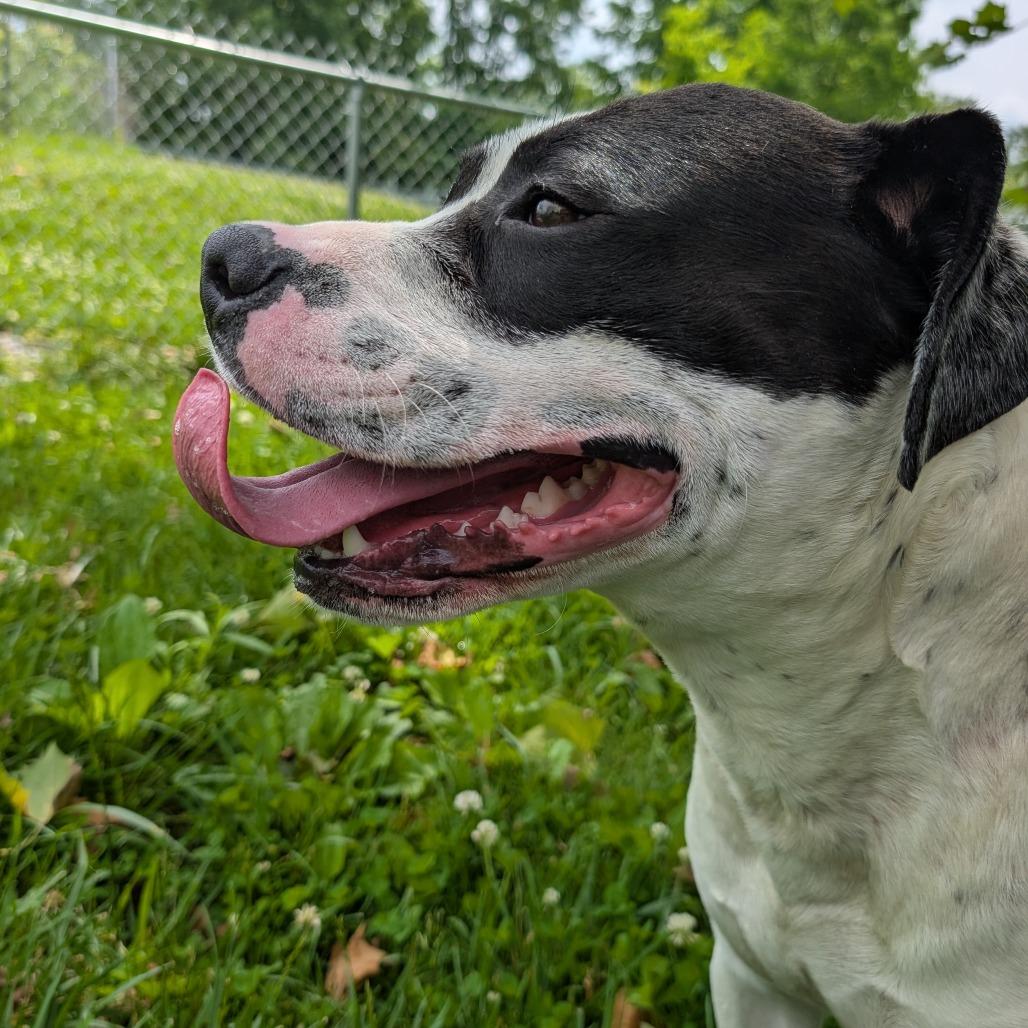 Enlarge Rhino, a ADOPTABLE mixed breed in Sulphur, KY image 3/4