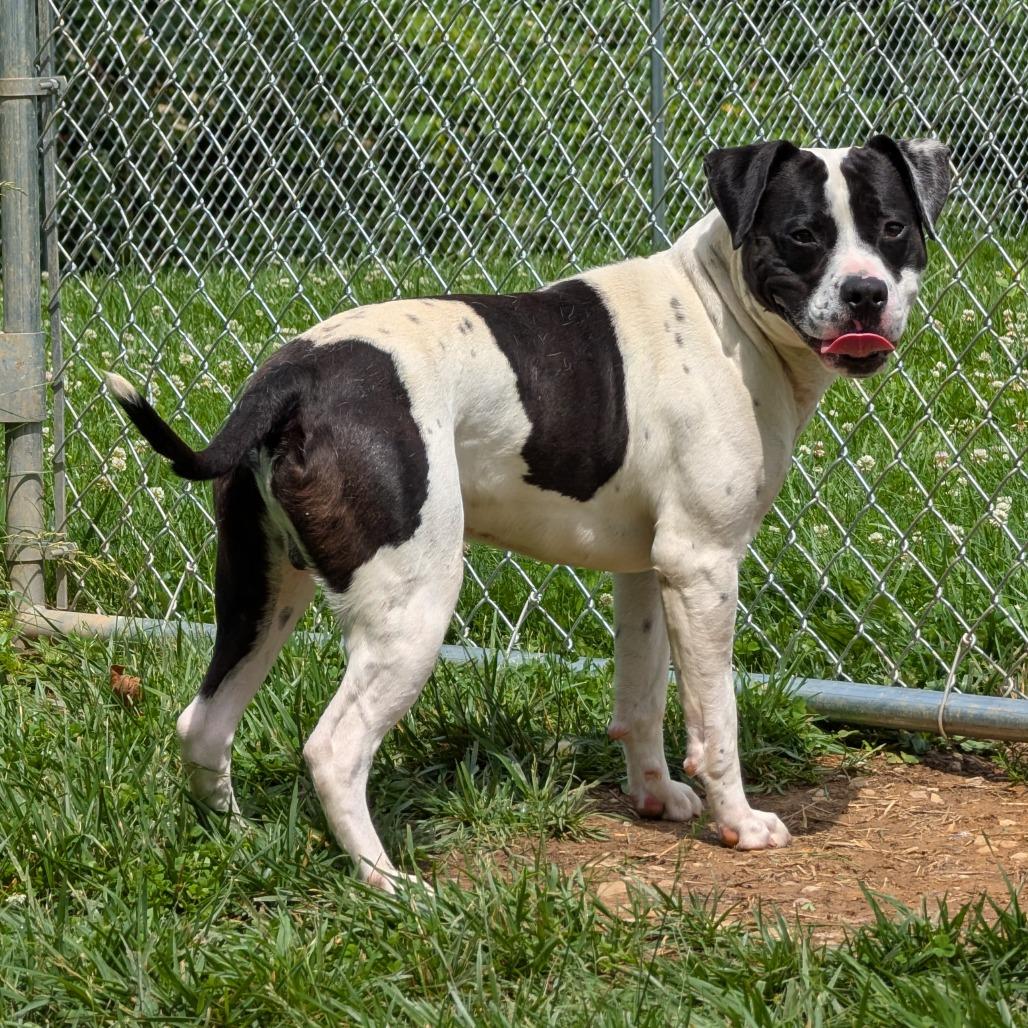 Enlarge Rhino, a ADOPTABLE mixed breed in Sulphur, KY image 2/4