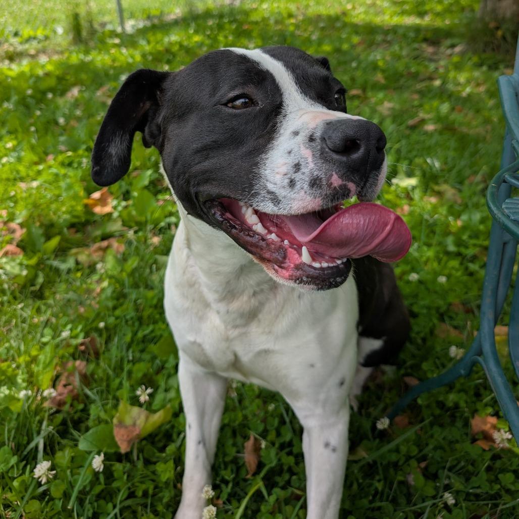 Enlarge Rhino, a ADOPTABLE mixed breed in Sulphur, KY image 4/4