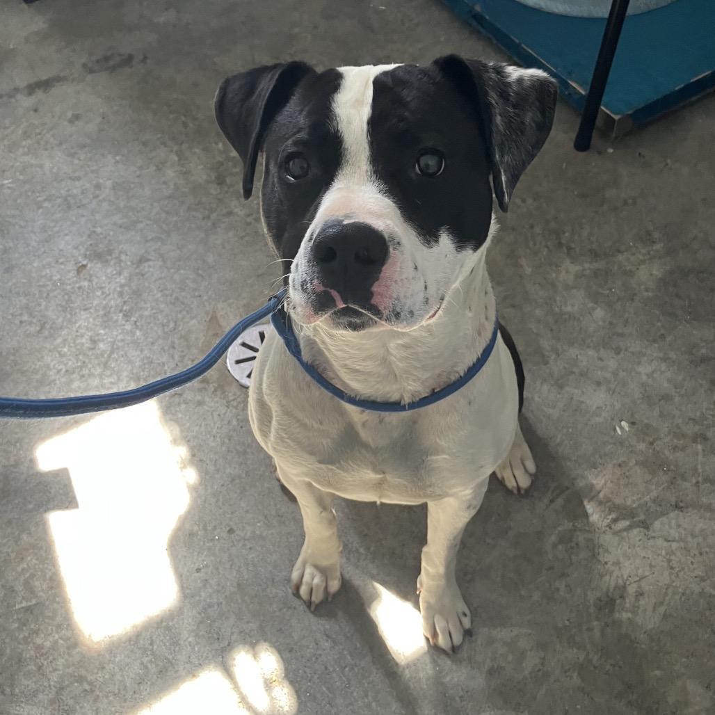 Enlarge Rhino, a ADOPTABLE mixed breed in Sulphur, KY image 1/4
