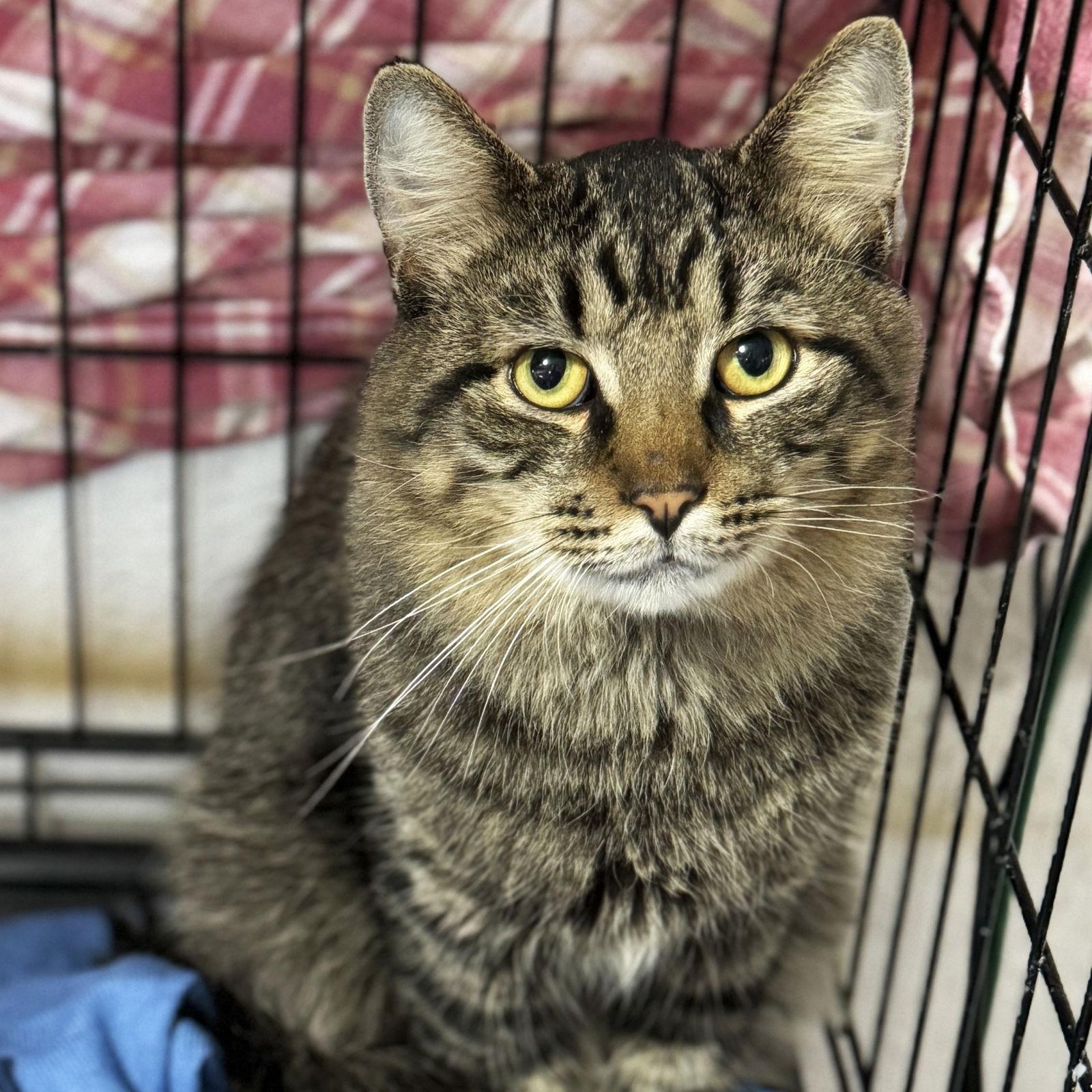 Sasquatch thumbnail 3