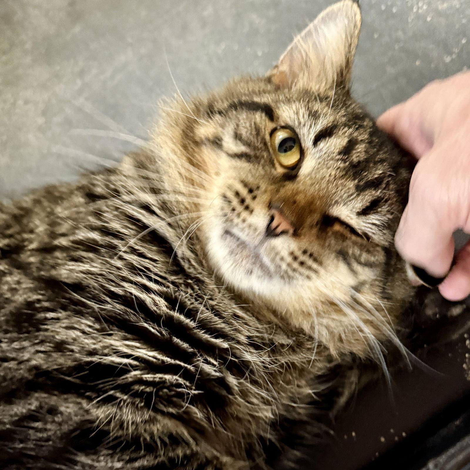 Sasquatch thumbnail 4