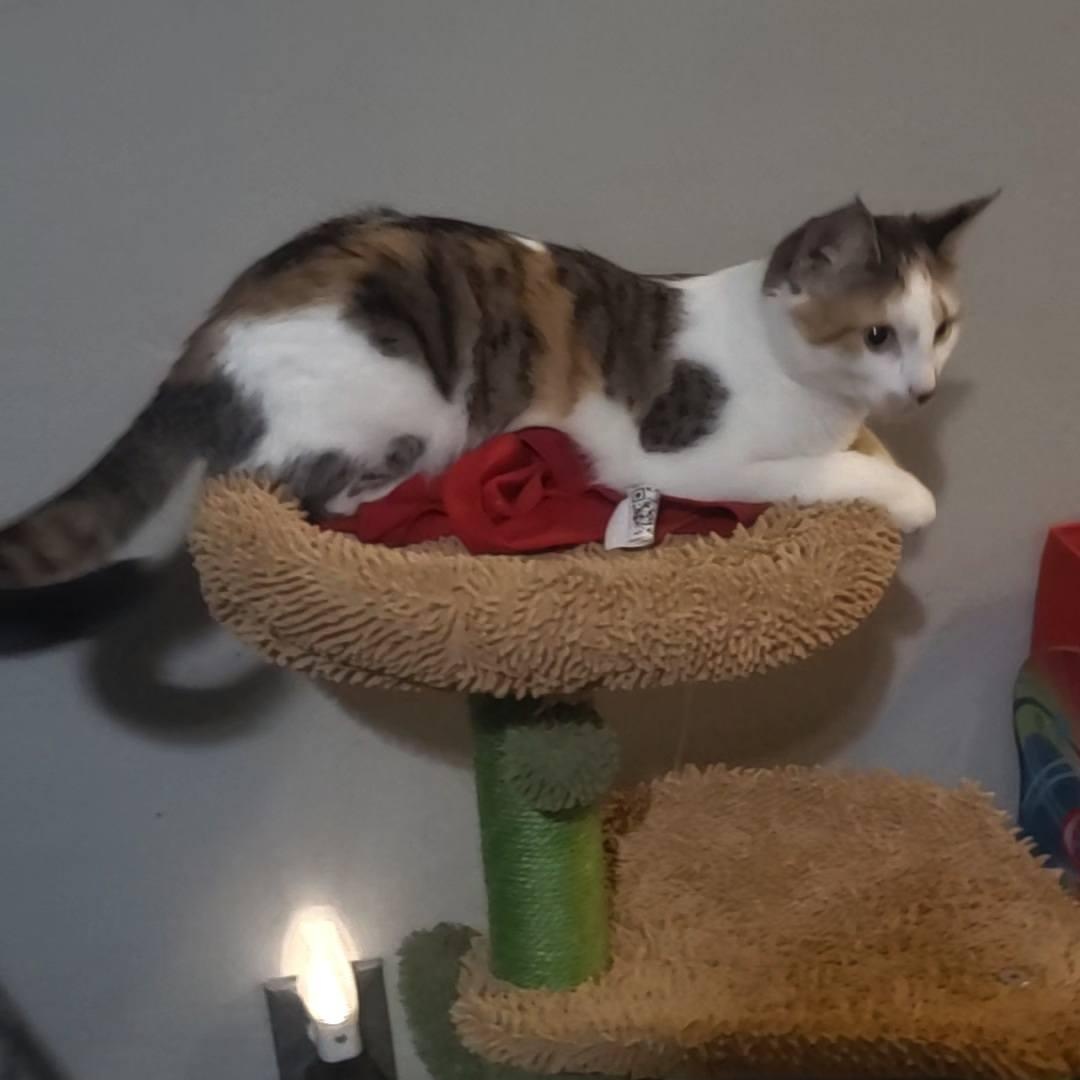 Phyllis, an adopted Domestic Short Hair in Queen Creek, AZ image 3/5