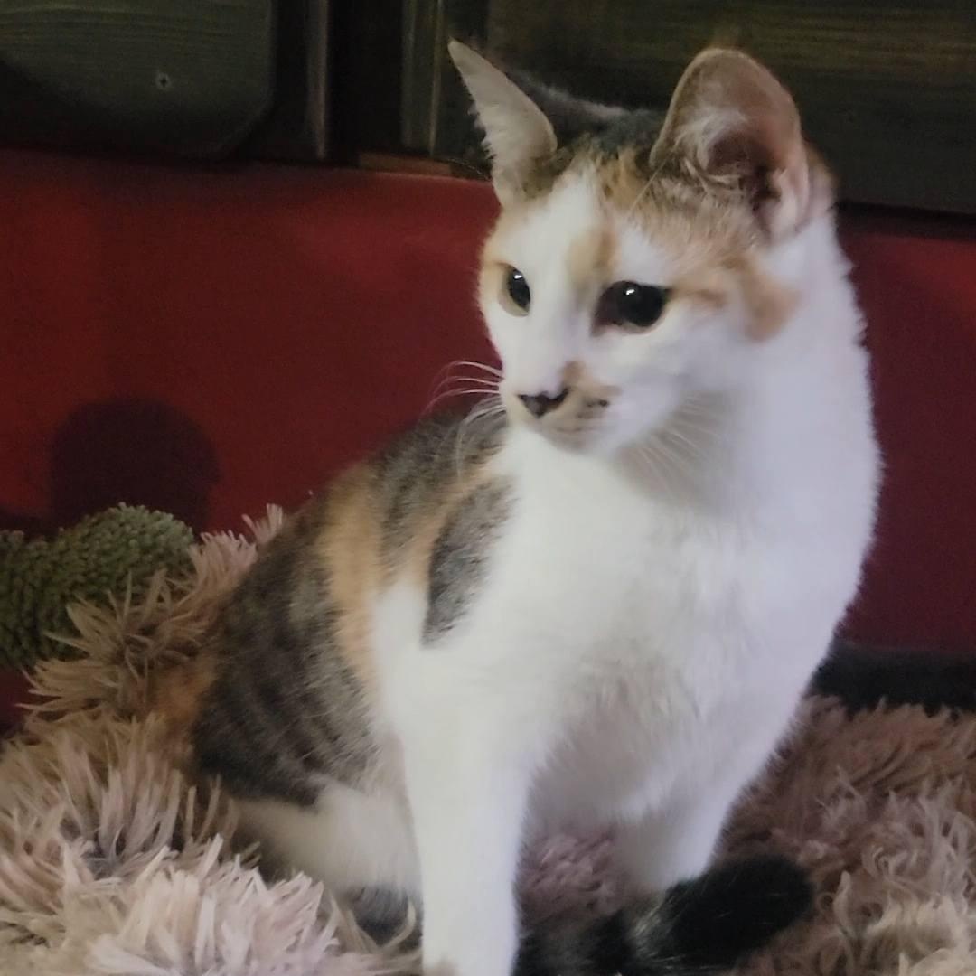 Phyllis, an adopted Domestic Short Hair in Queen Creek, AZ image 2/5