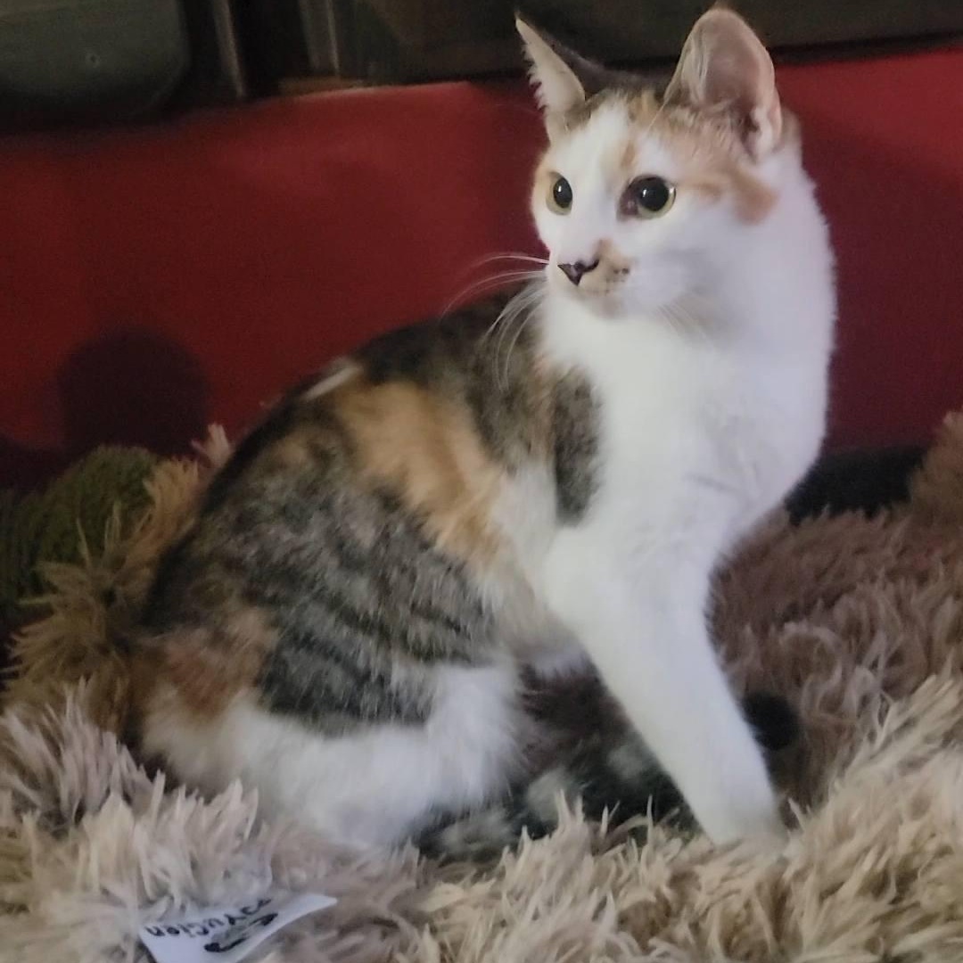 Phyllis, an adopted Domestic Short Hair in Queen Creek, AZ image 5/5