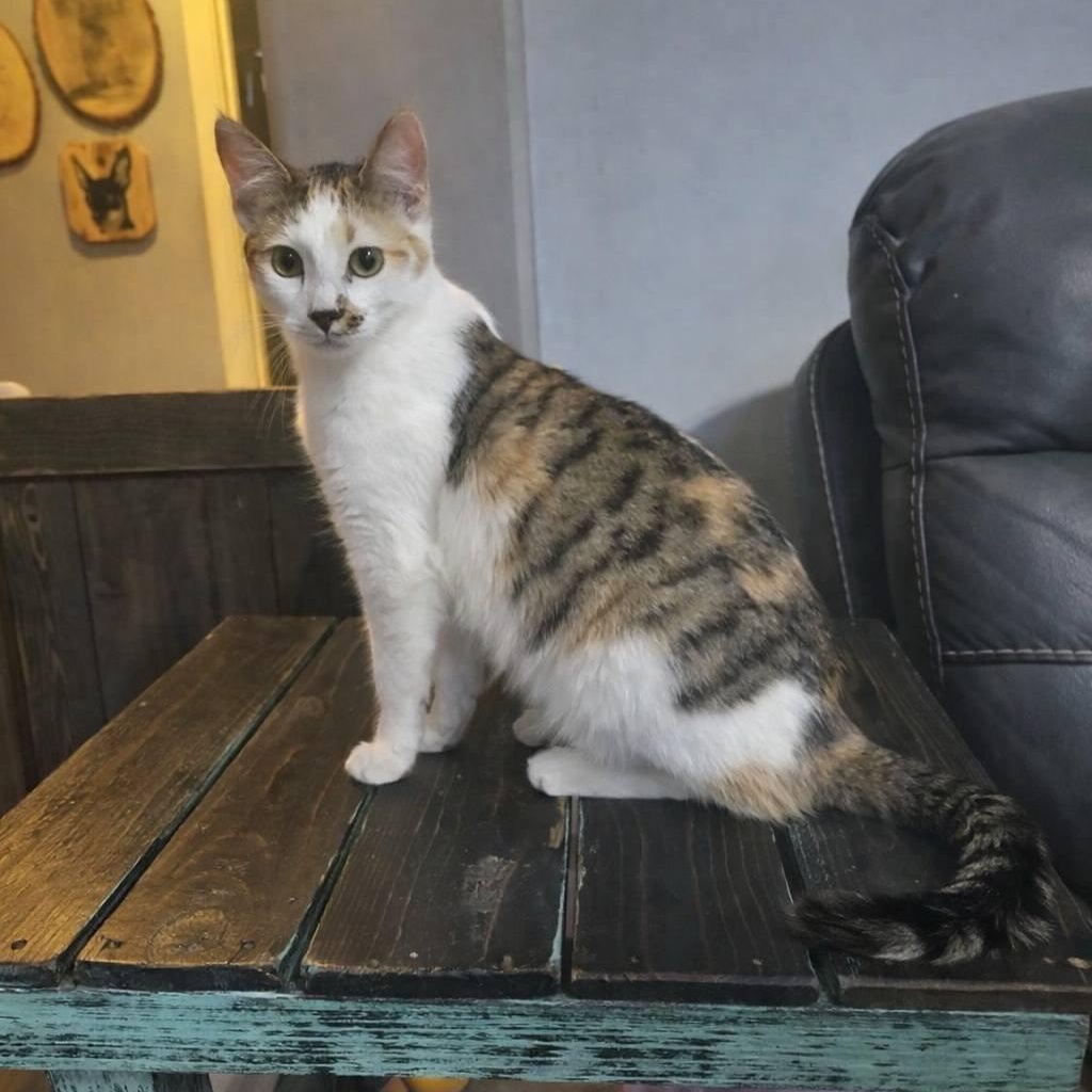 Phyllis, an adopted Domestic Short Hair in Queen Creek, AZ image 4/5