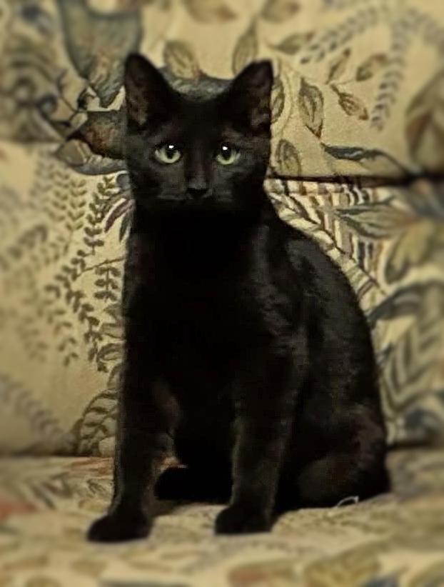 Paddy Cakes, ADOPTABLE, Kitten Female Domestic Short Hair.
