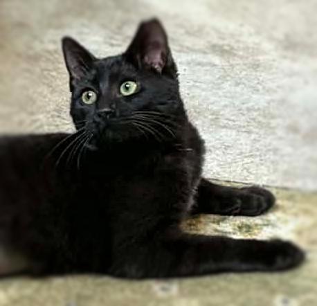 Enlarge Paddy Cakes, a ADOPTABLE Domestic Short Hair in Ocean Springs, MS image 2/5
