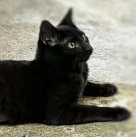 Enlarge Paddy Cakes, a ADOPTABLE Domestic Short Hair in Ocean Springs, MS image 3/5