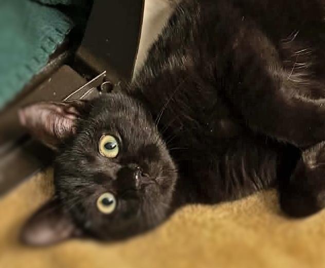 Enlarge Paddy Cakes, a ADOPTABLE Domestic Short Hair in Ocean Springs, MS image 5/5